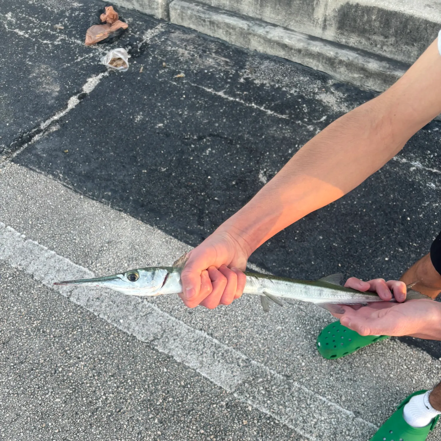 The most recent Flat needlefish catches on Fishbrain