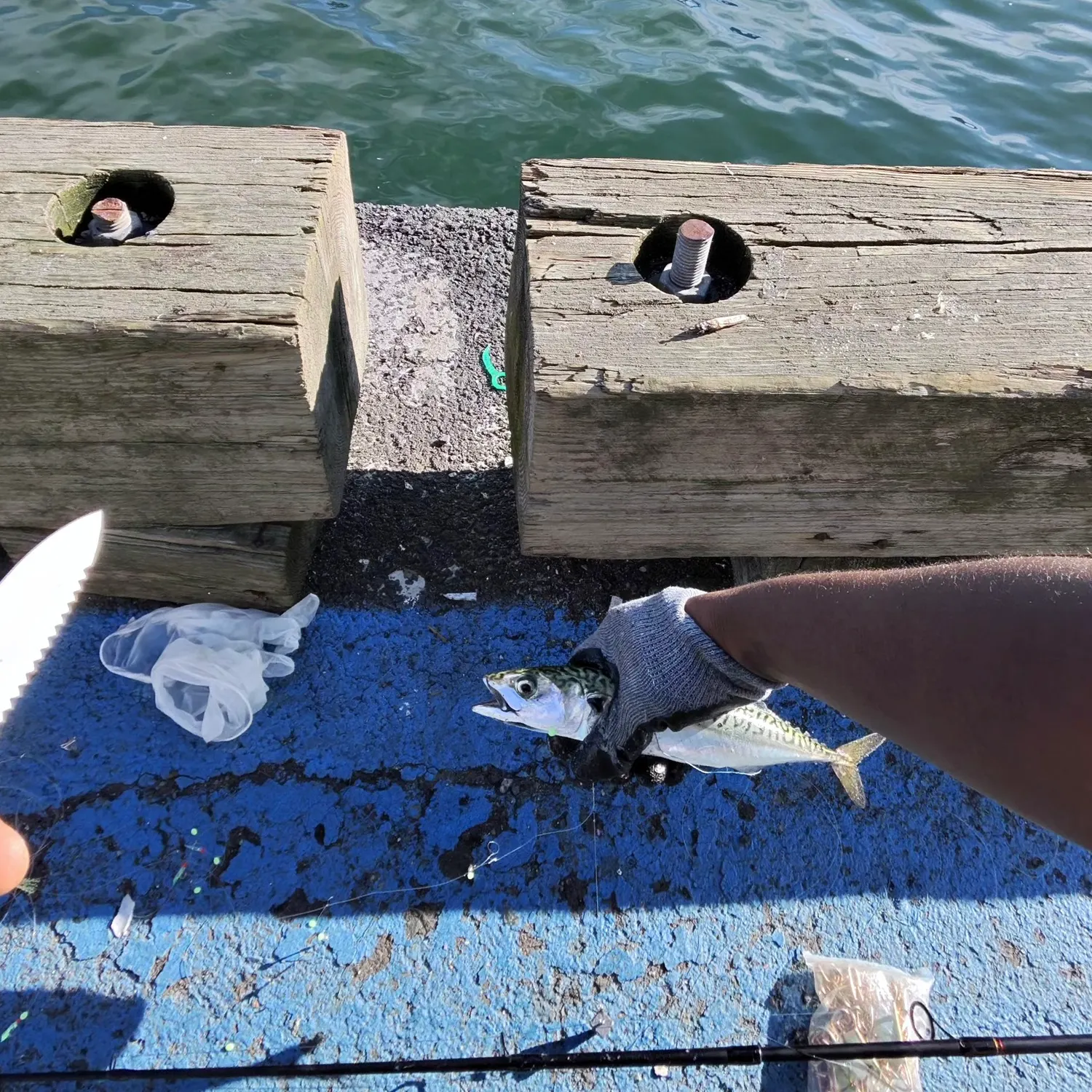 Atlantic mackerel caught on Fishbrain