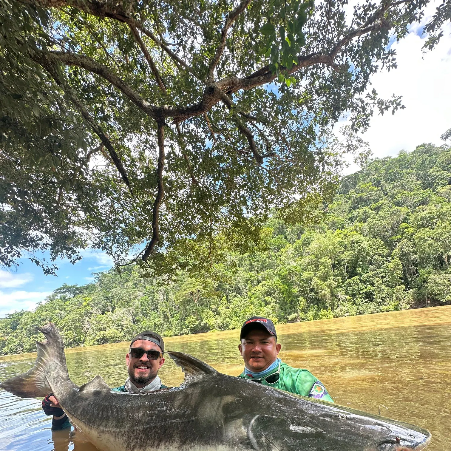 The most recent Piraíba catches on Fishbrain