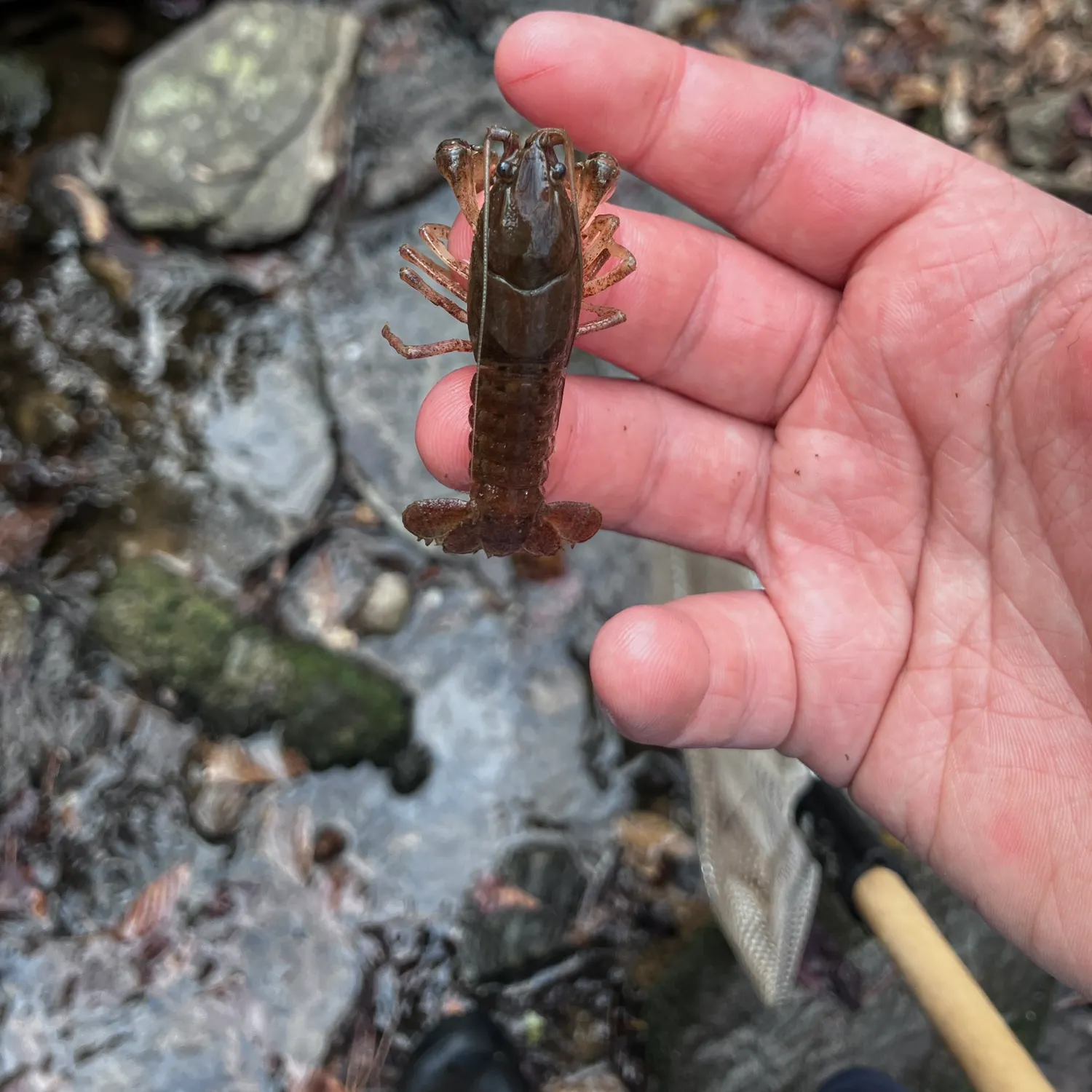 The most recent Appalachian brook crayfish catches on Fishbrain