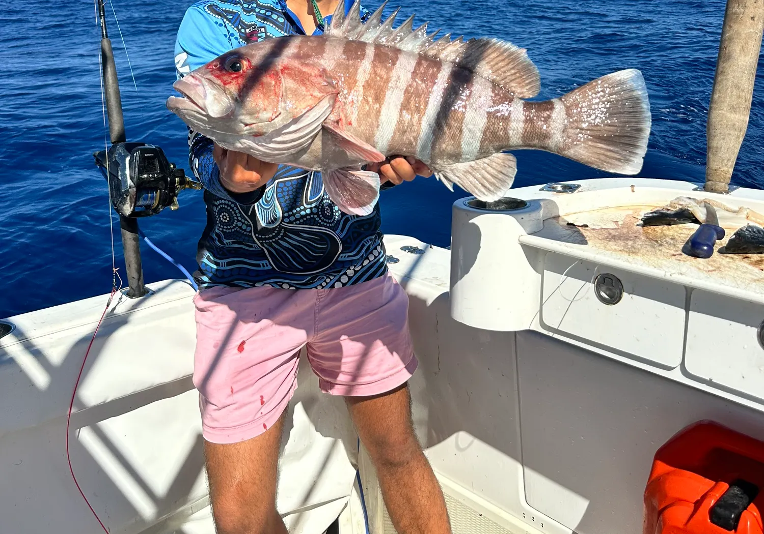 Comet grouper