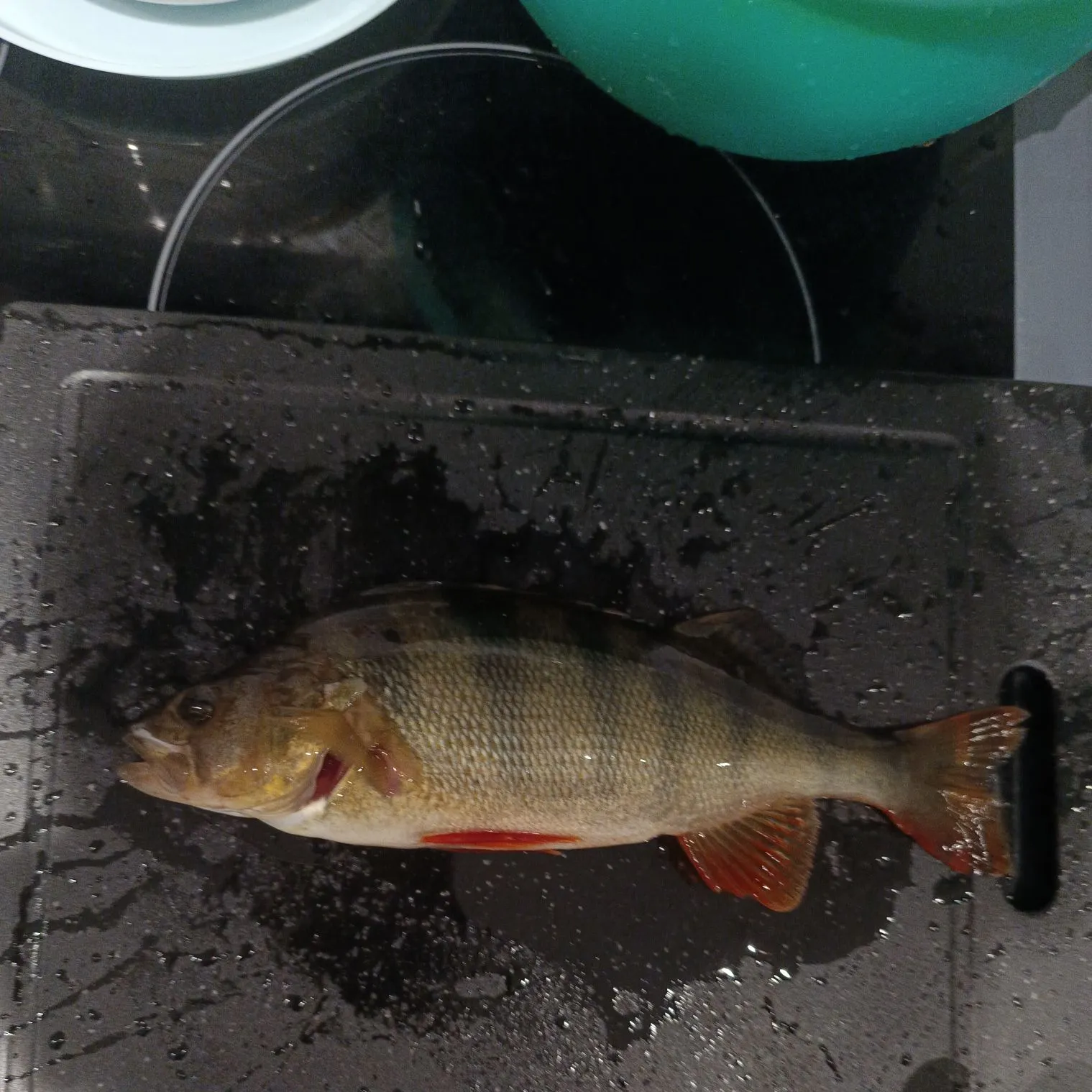 European perch caught on Fishbrain