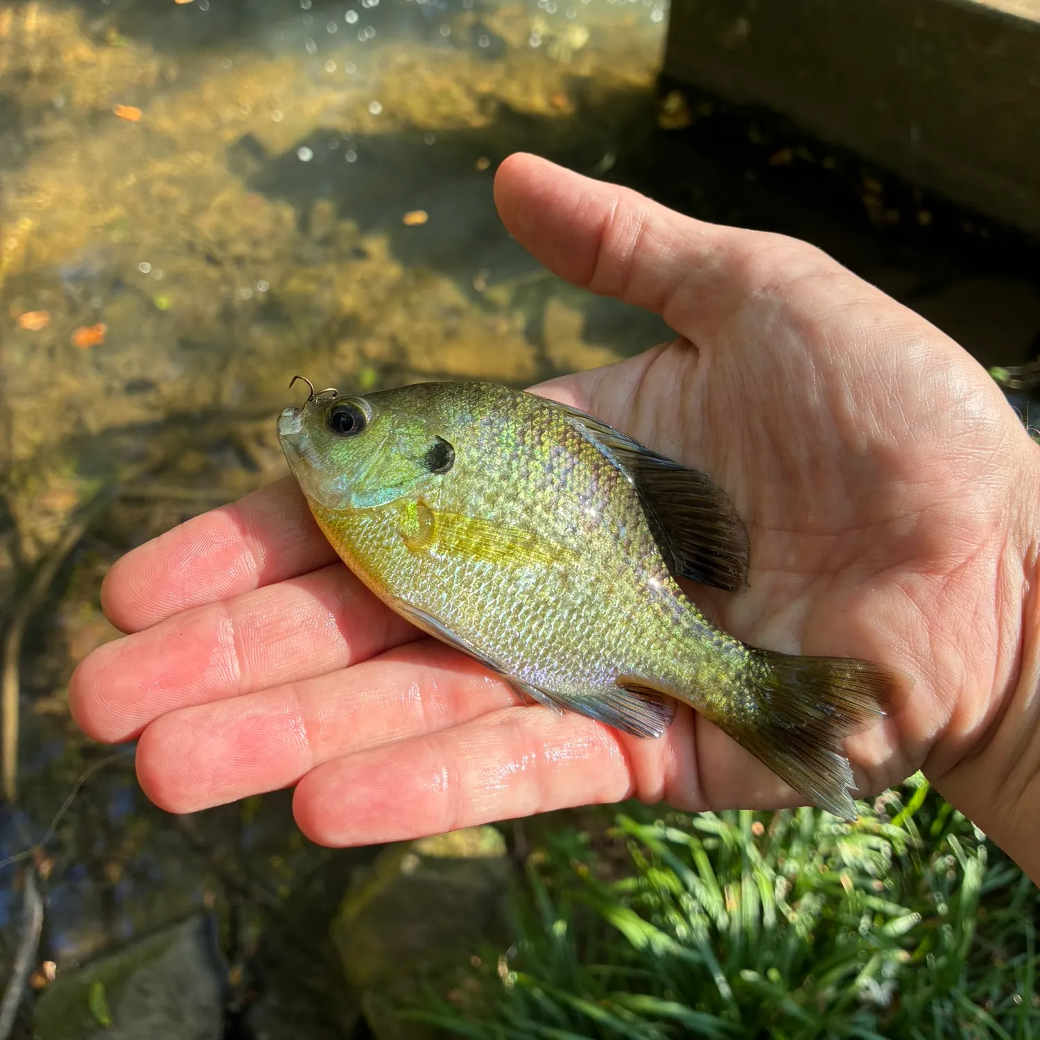 Bluegill caught on Fishbrain
