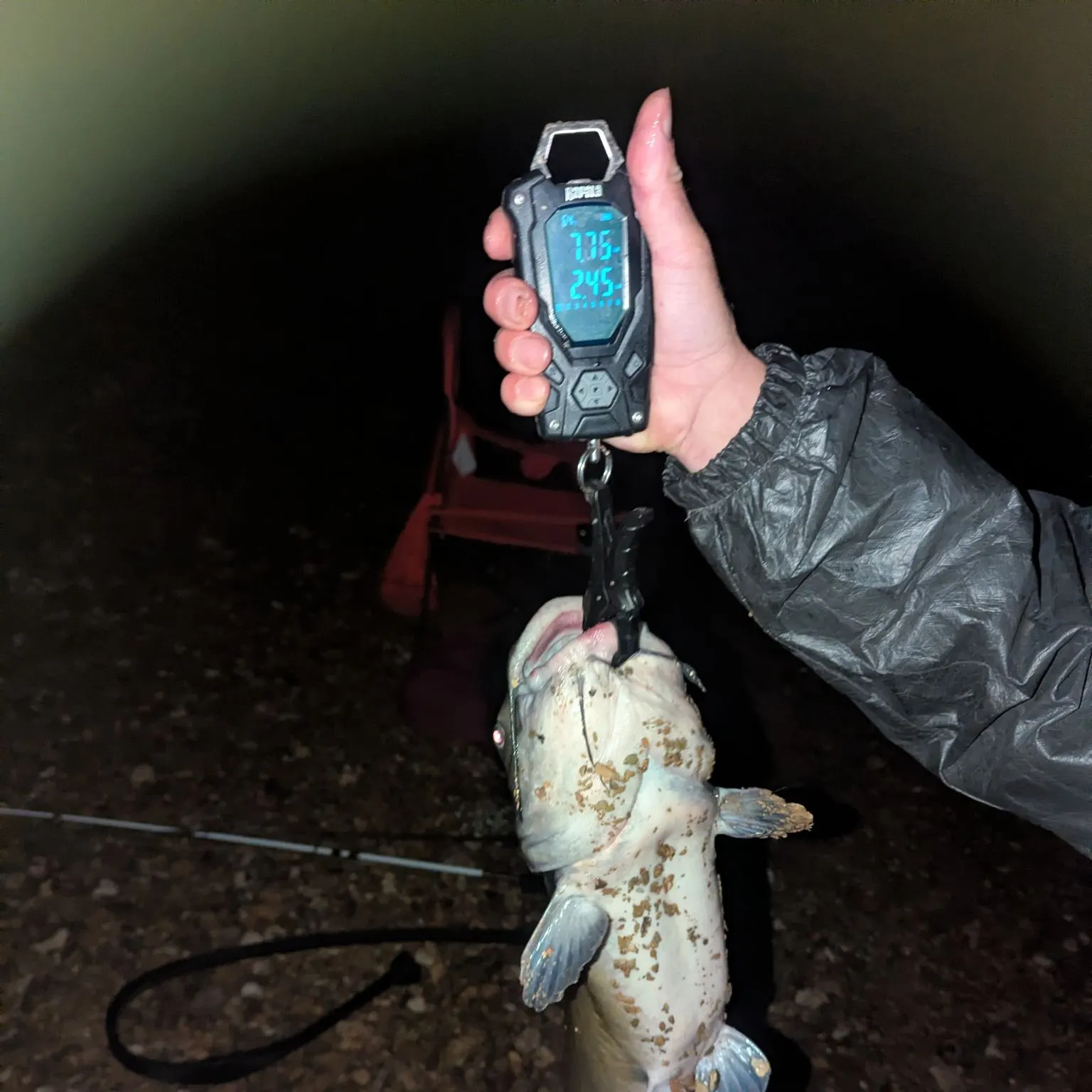 Channel catfish caught on Fishbrain