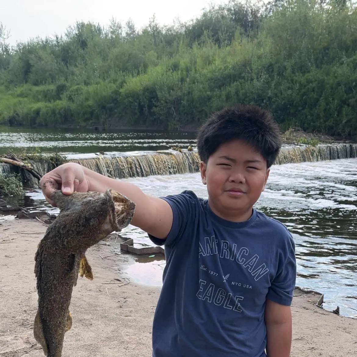 Walleye caught on Fishbrain