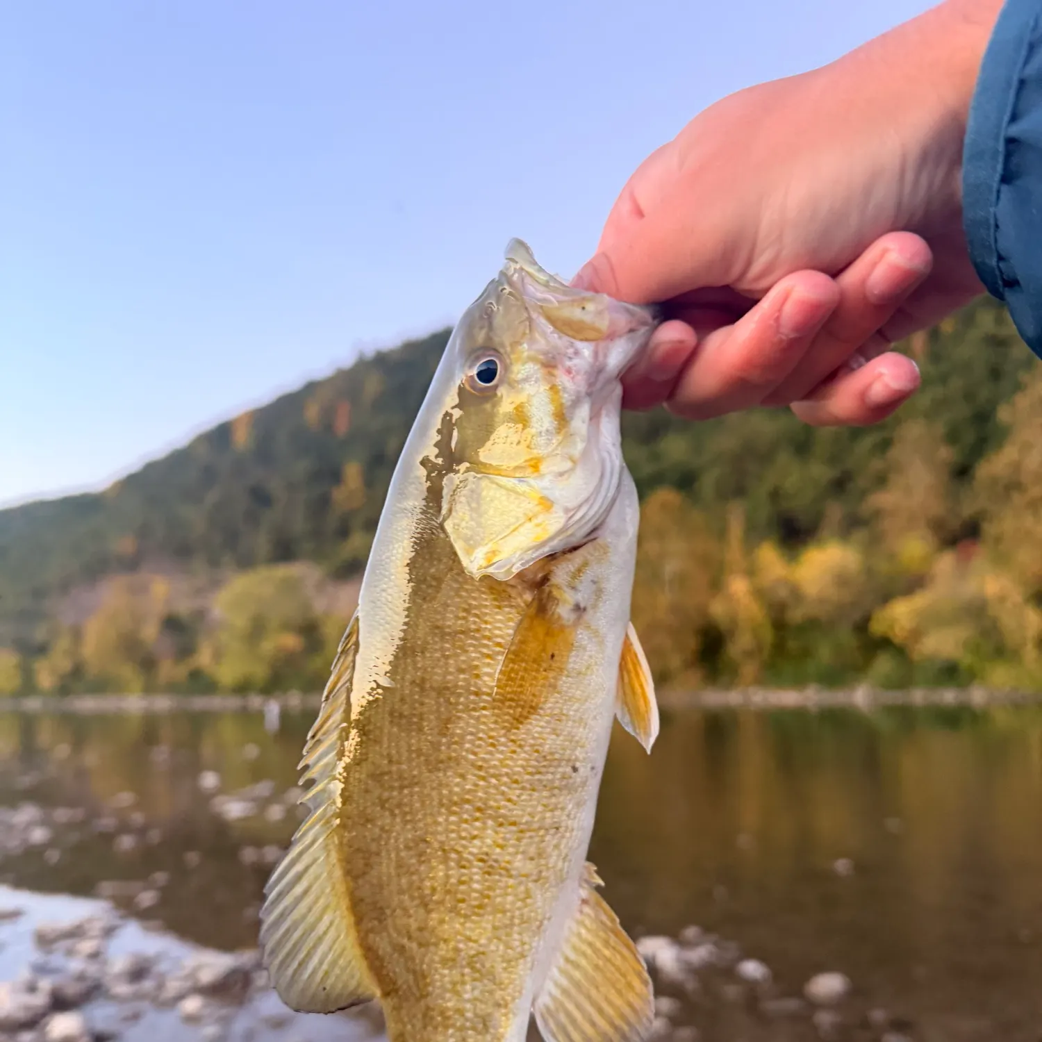 Smallmouth bass caught on Fishbrain