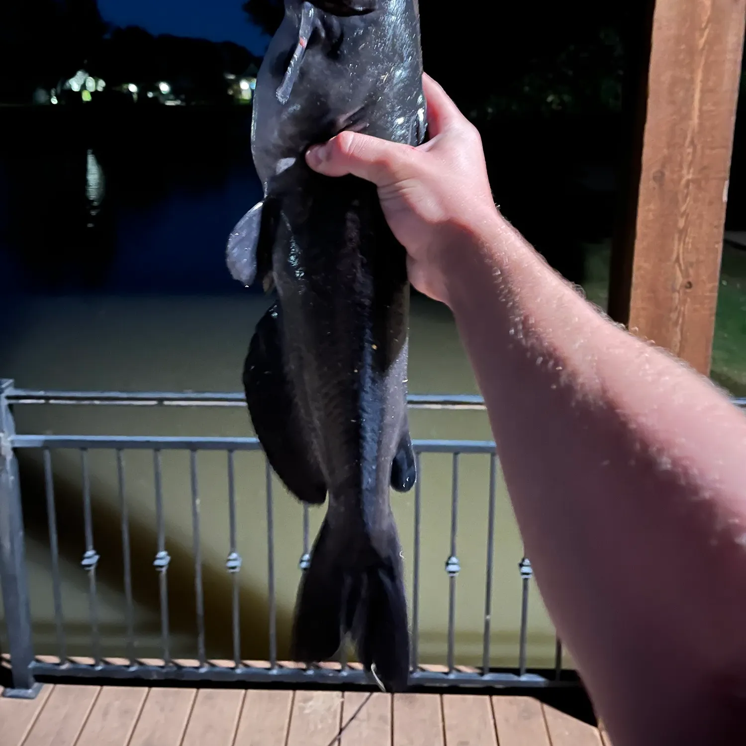 Channel catfish caught on Fishbrain