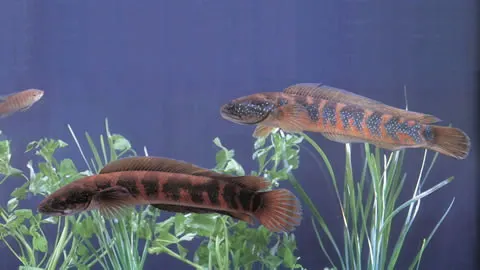 Small snakehead