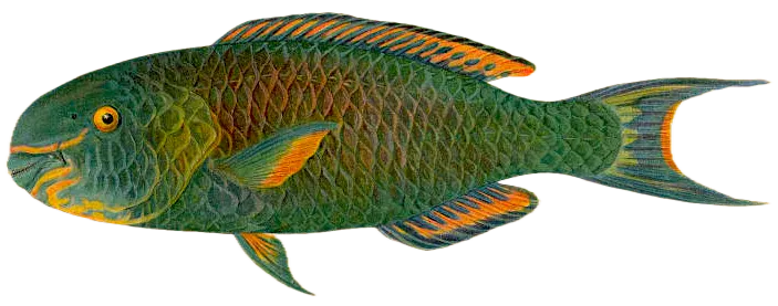 Ember parrotfish