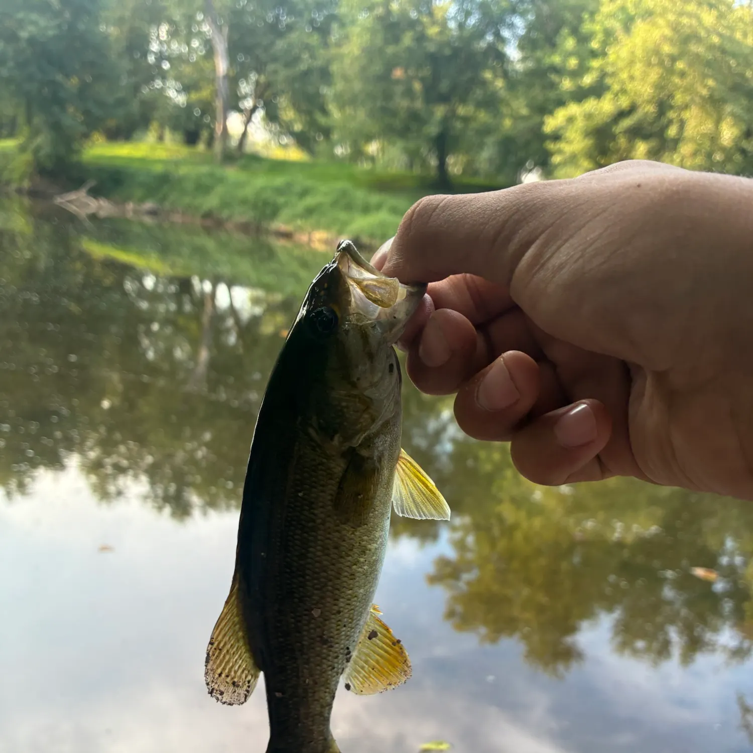 Smallmouth bass caught on Fishbrain