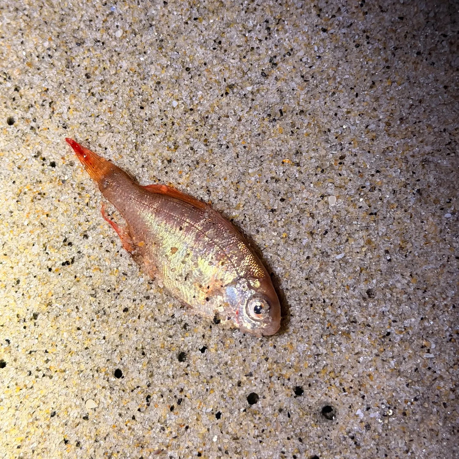 The most recent Common squirrelfish catches on Fishbrain