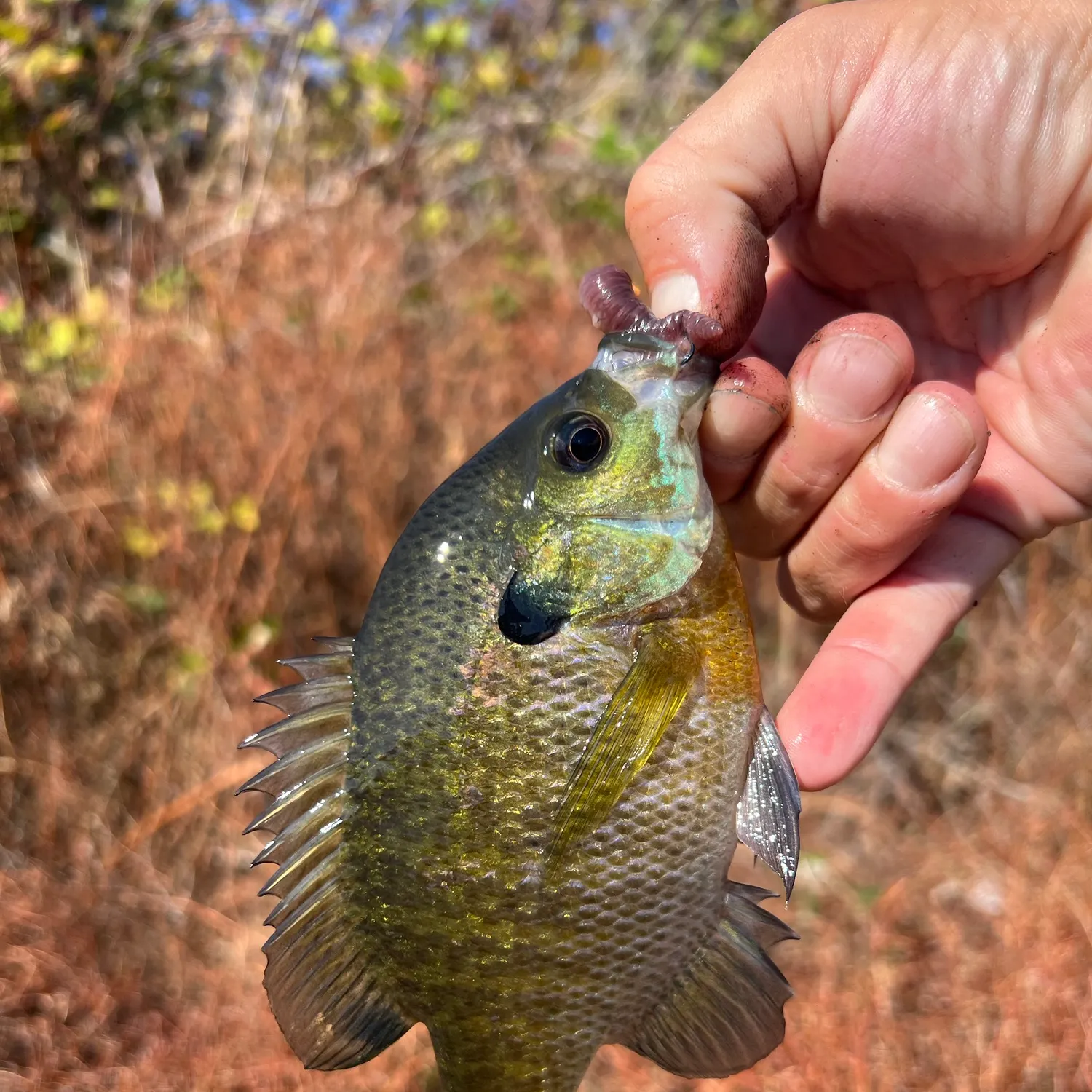 Bluegill caught on Fishbrain