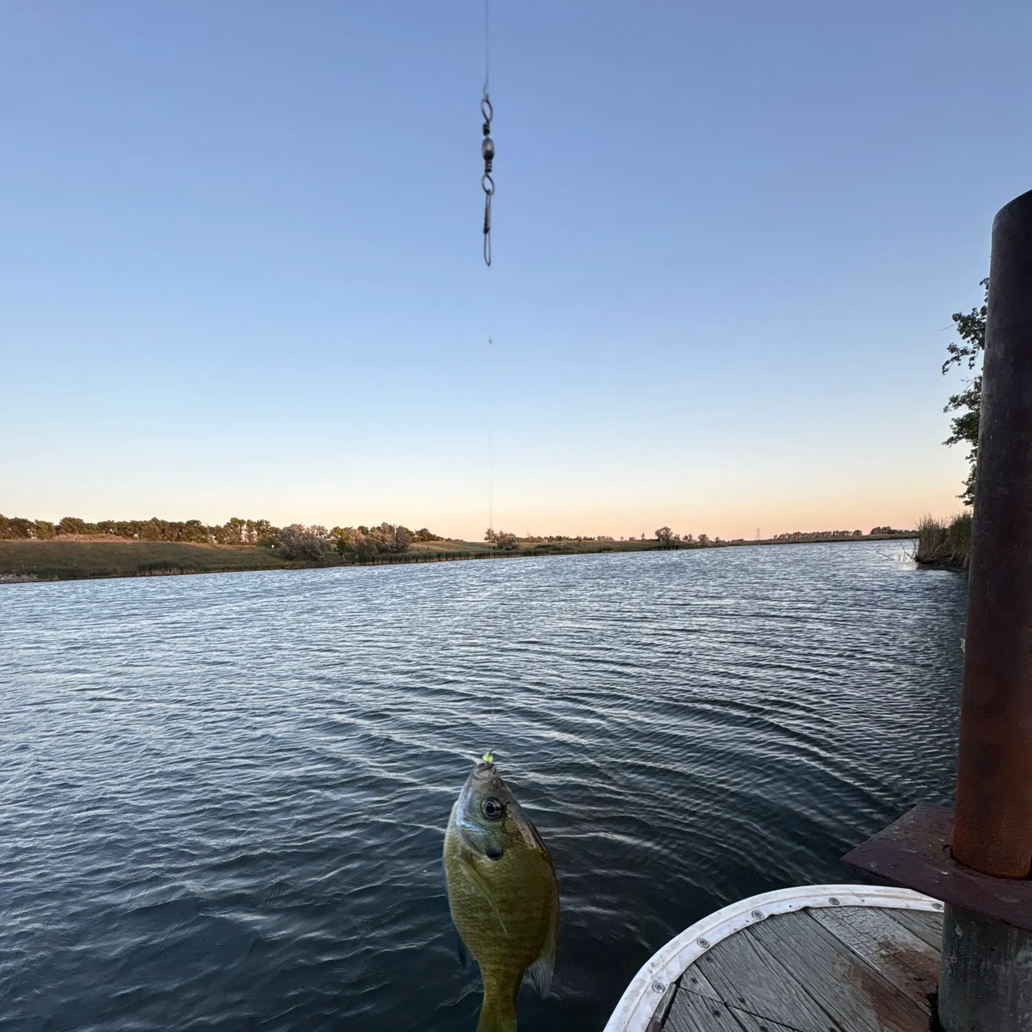 Bluegill caught on Fishbrain