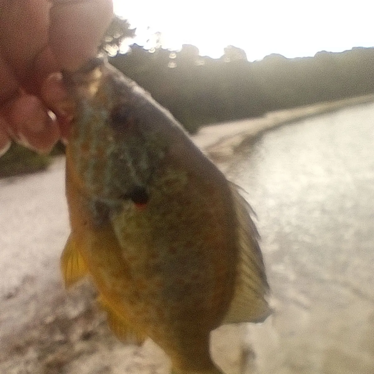 Pumpkinseed caught on Fishbrain