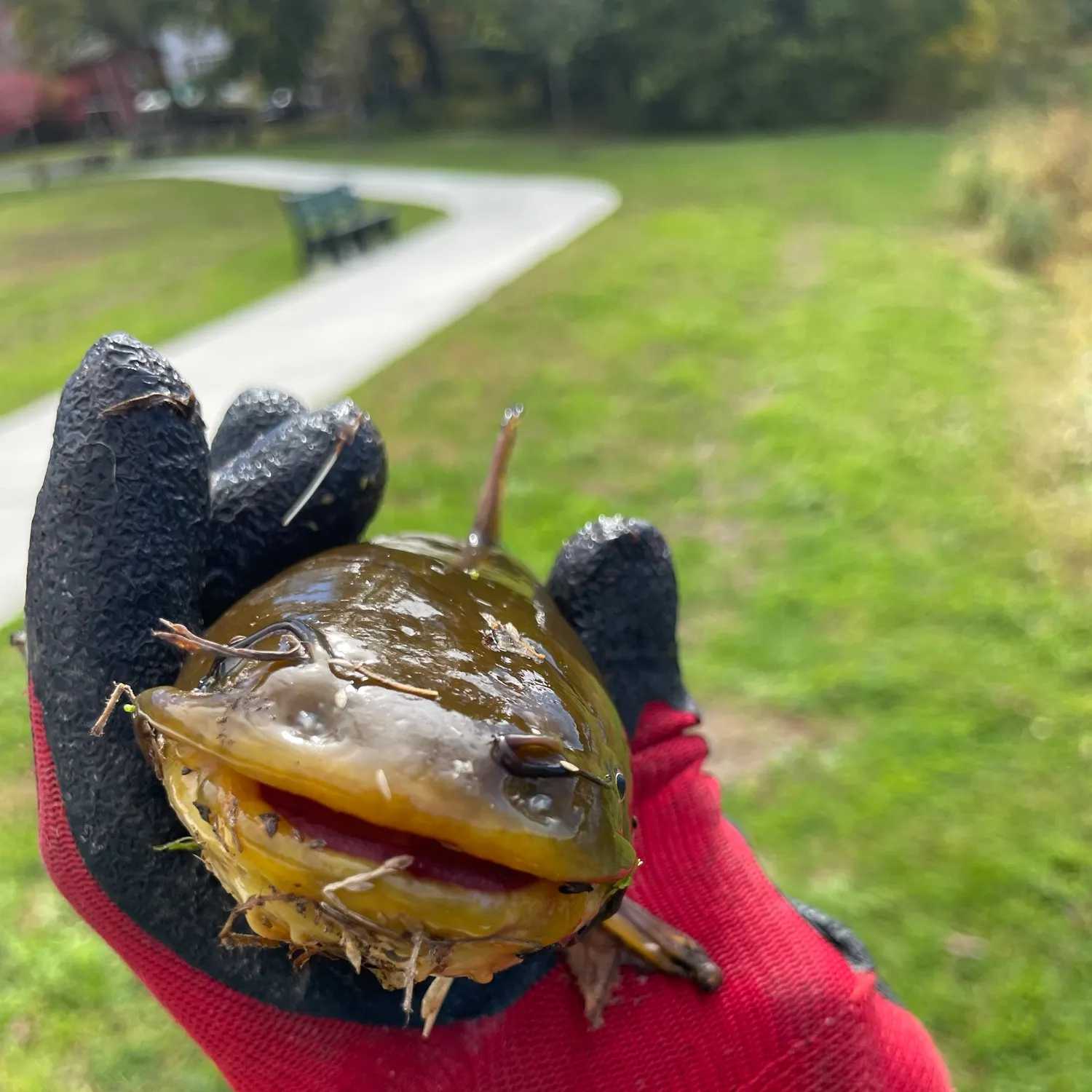 catch
