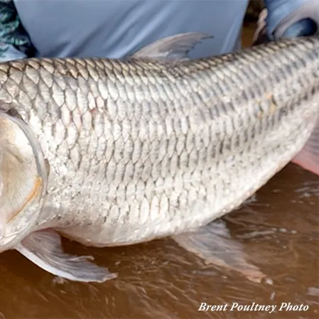 The most recent African tigerfish catches on Fishbrain