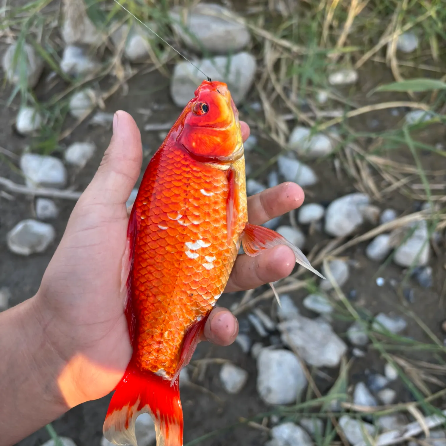 The most recent Goldfish catches on Fishbrain