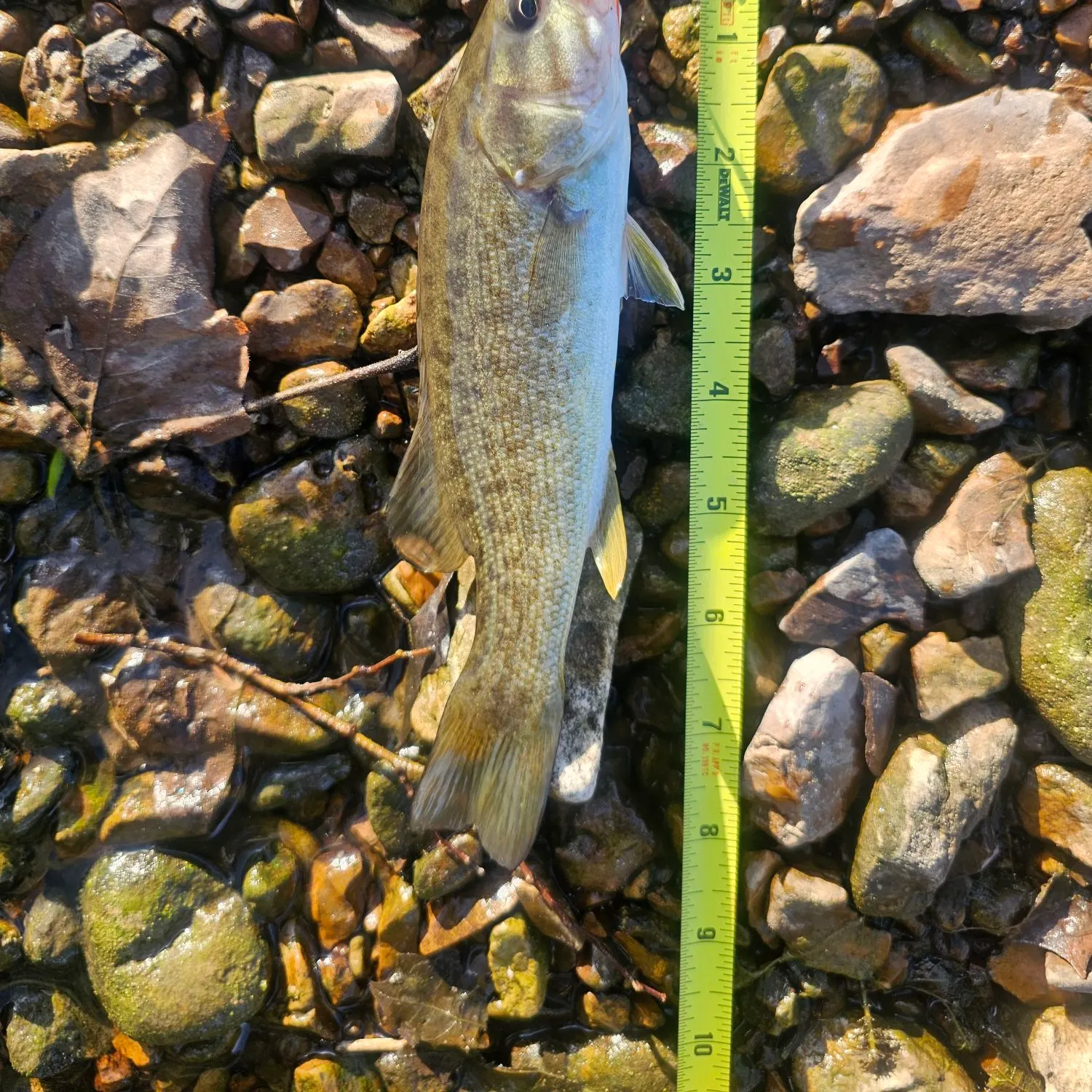 Smallmouth bass caught on Fishbrain
