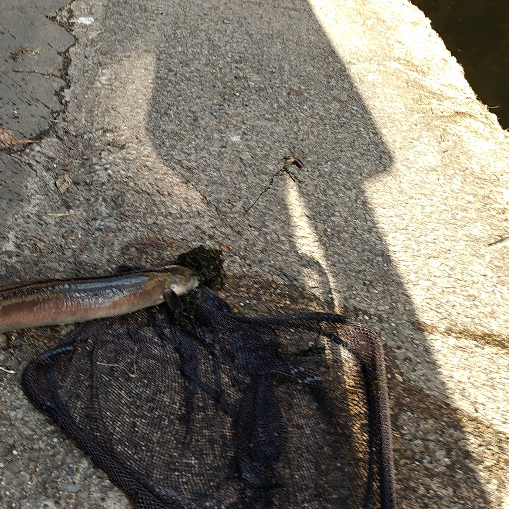 European eel caught on Fishbrain