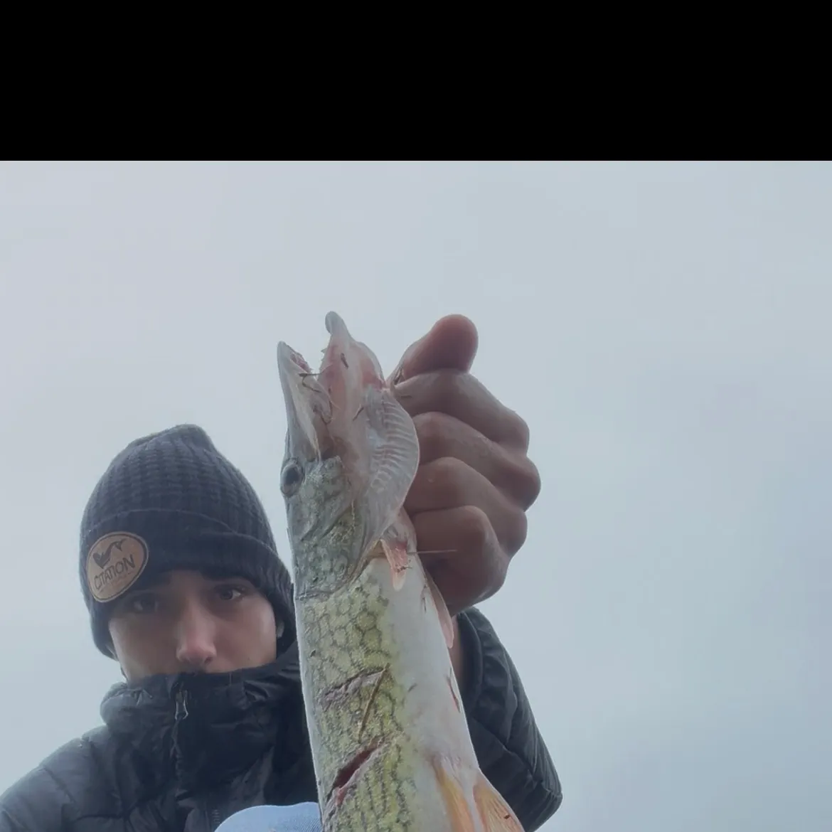 Chain pickerel caught on Fishbrain