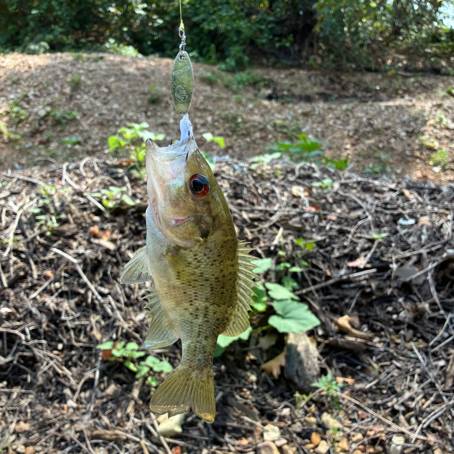 The most recent Ozark bass catches on Fishbrain