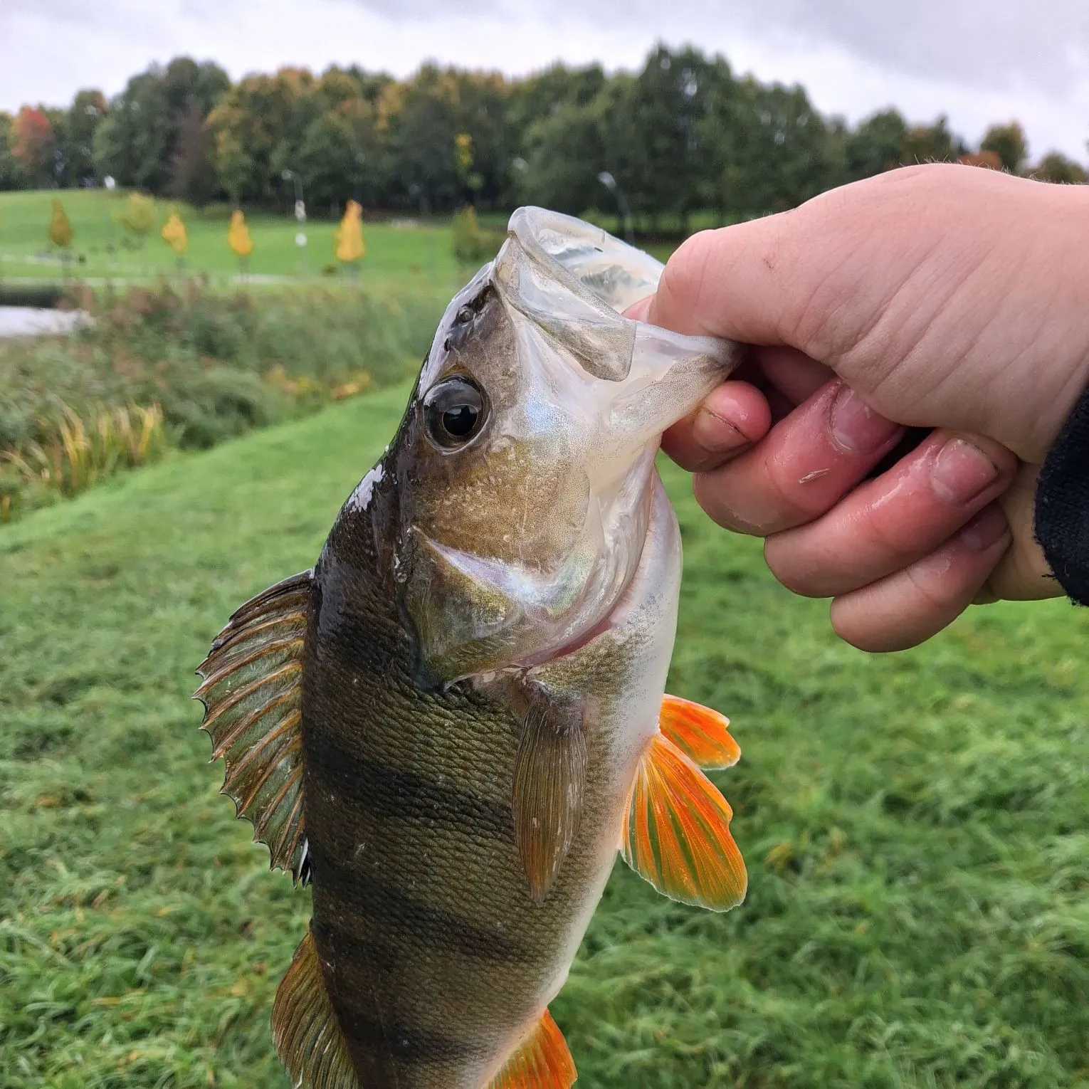 European perch caught on Fishbrain