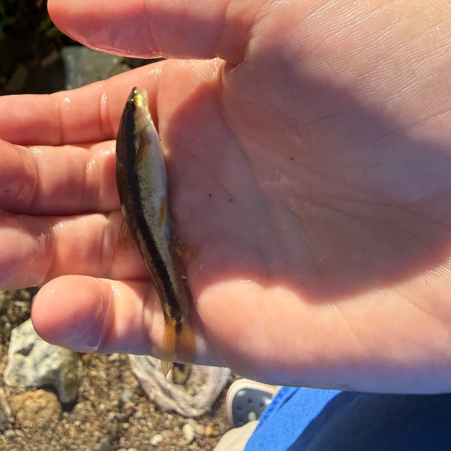 Eastern blacknose dace caught on Fishbrain