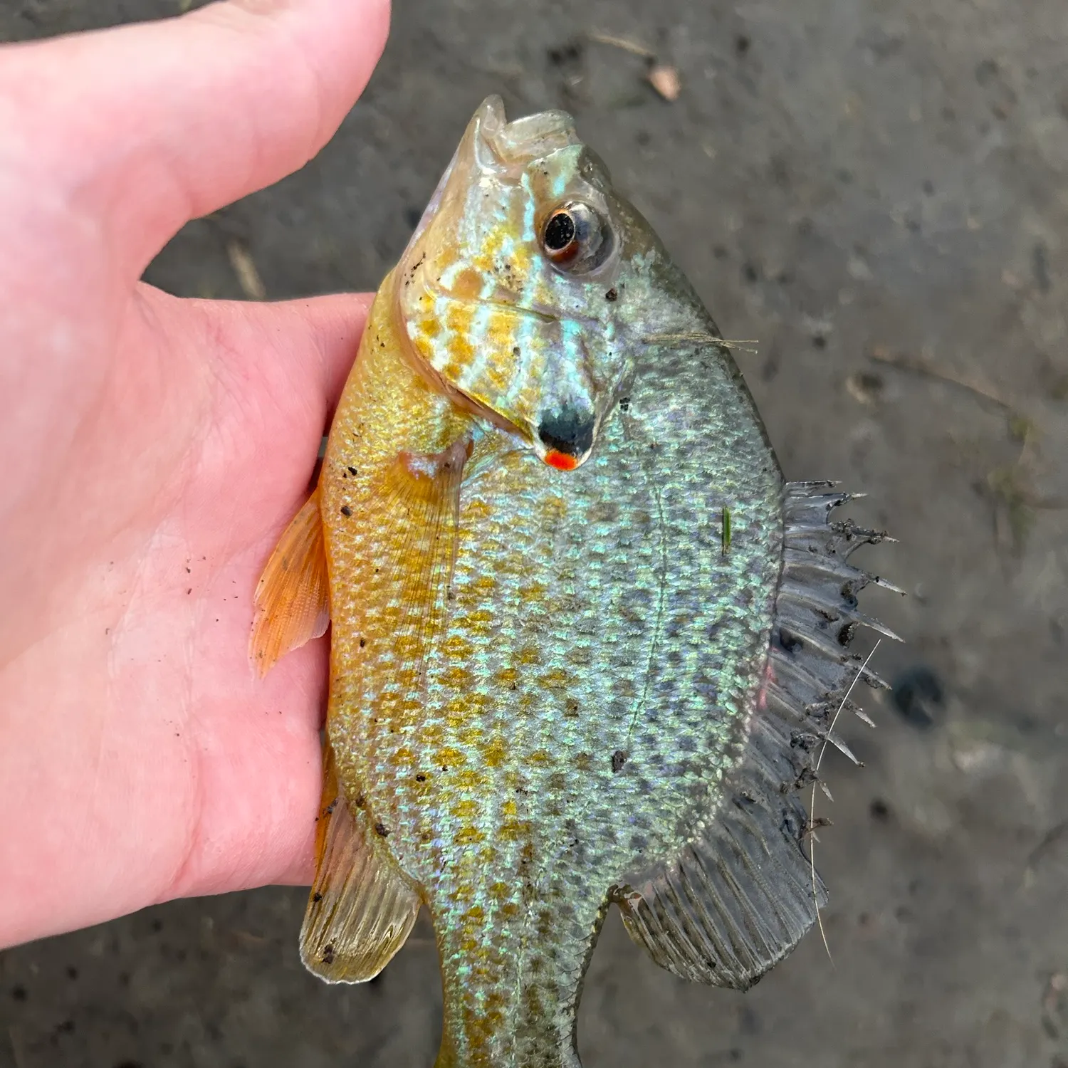 Pumpkinseed caught on Fishbrain