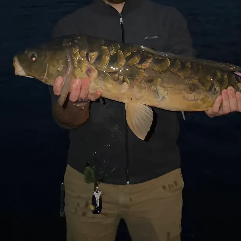 Mirror carp caught on Fishbrain