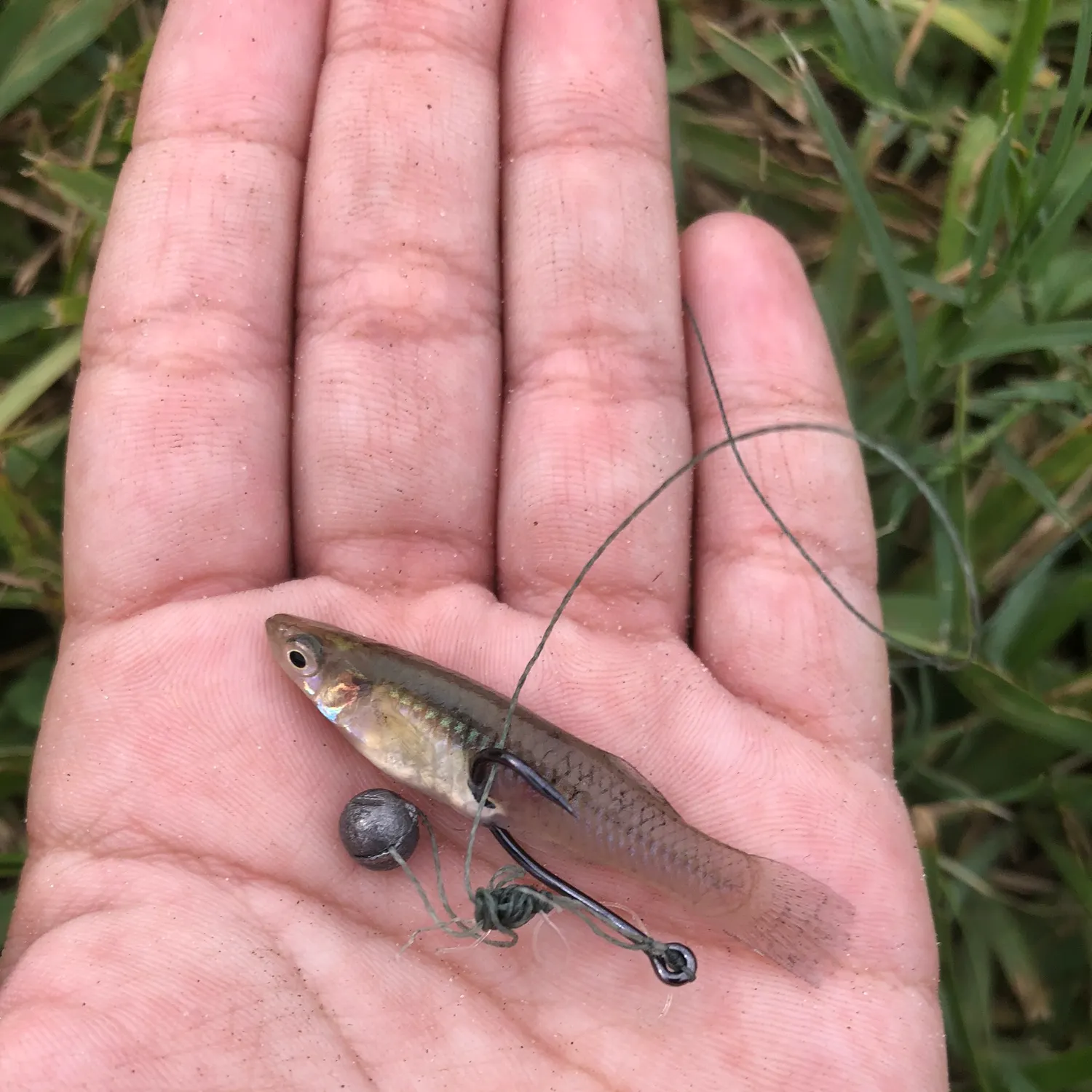 The most recent Eastern mosquitofish catches on Fishbrain