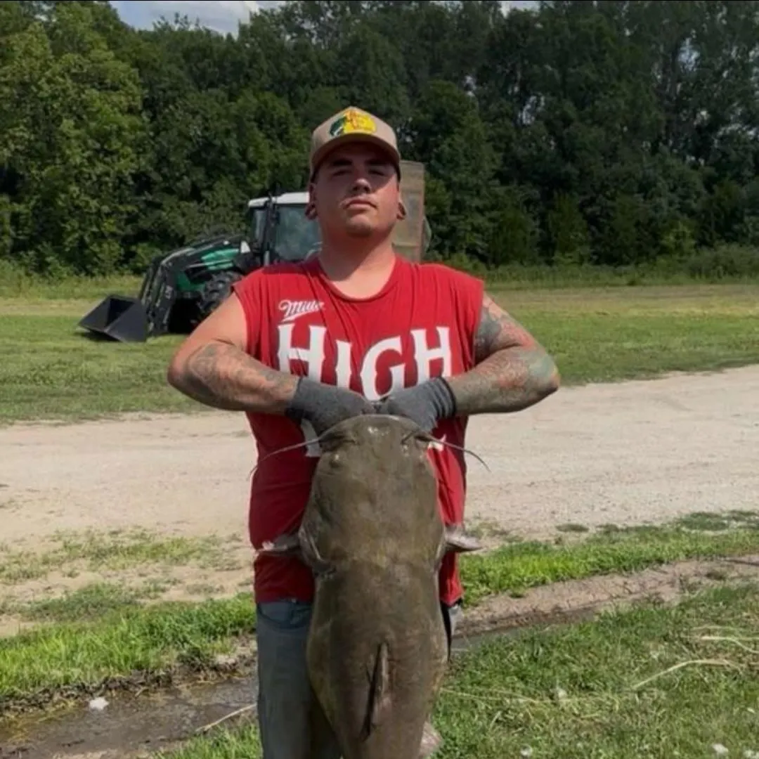 The most recent Flathead catfish catches on Fishbrain
