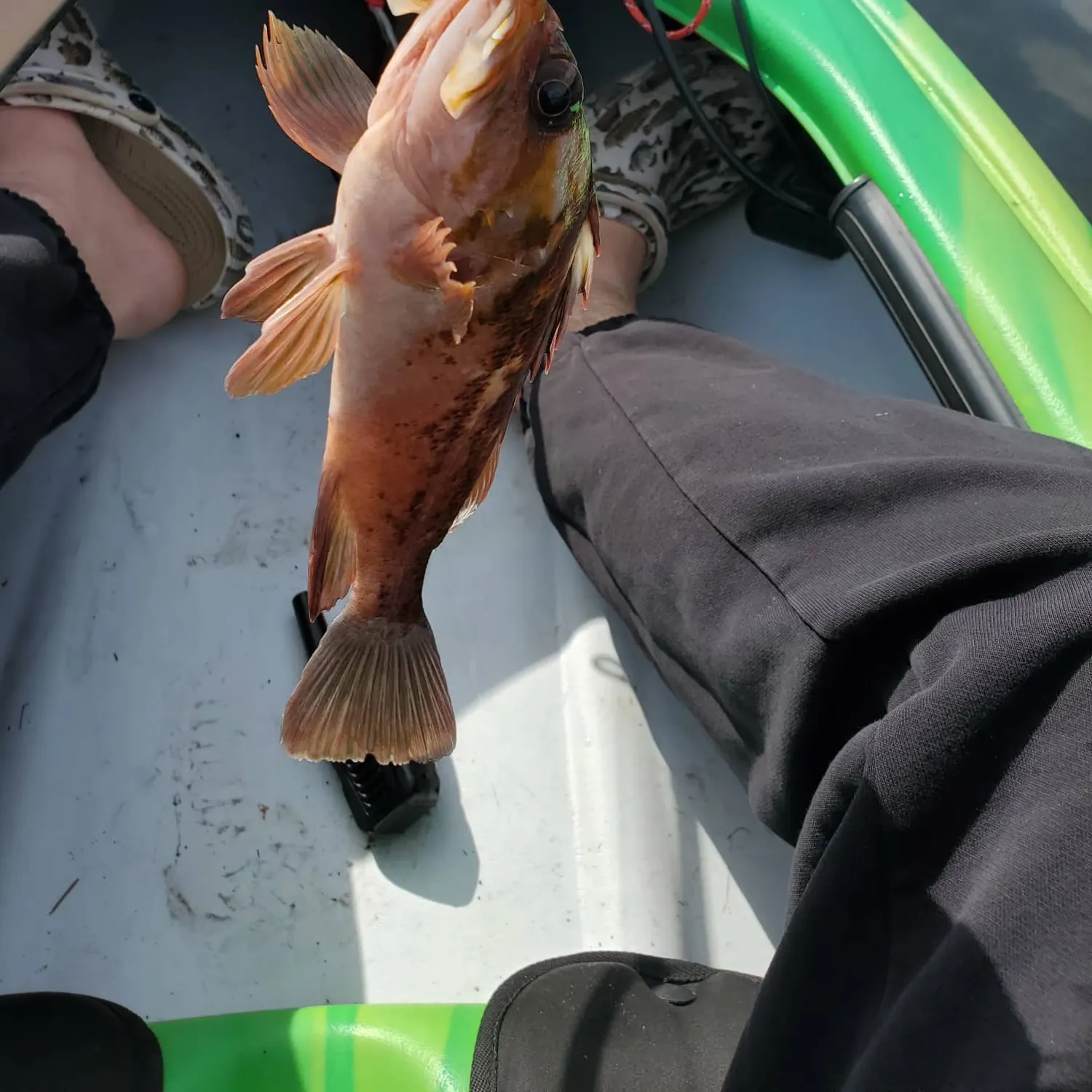 Copper rockfish caught on Fishbrain