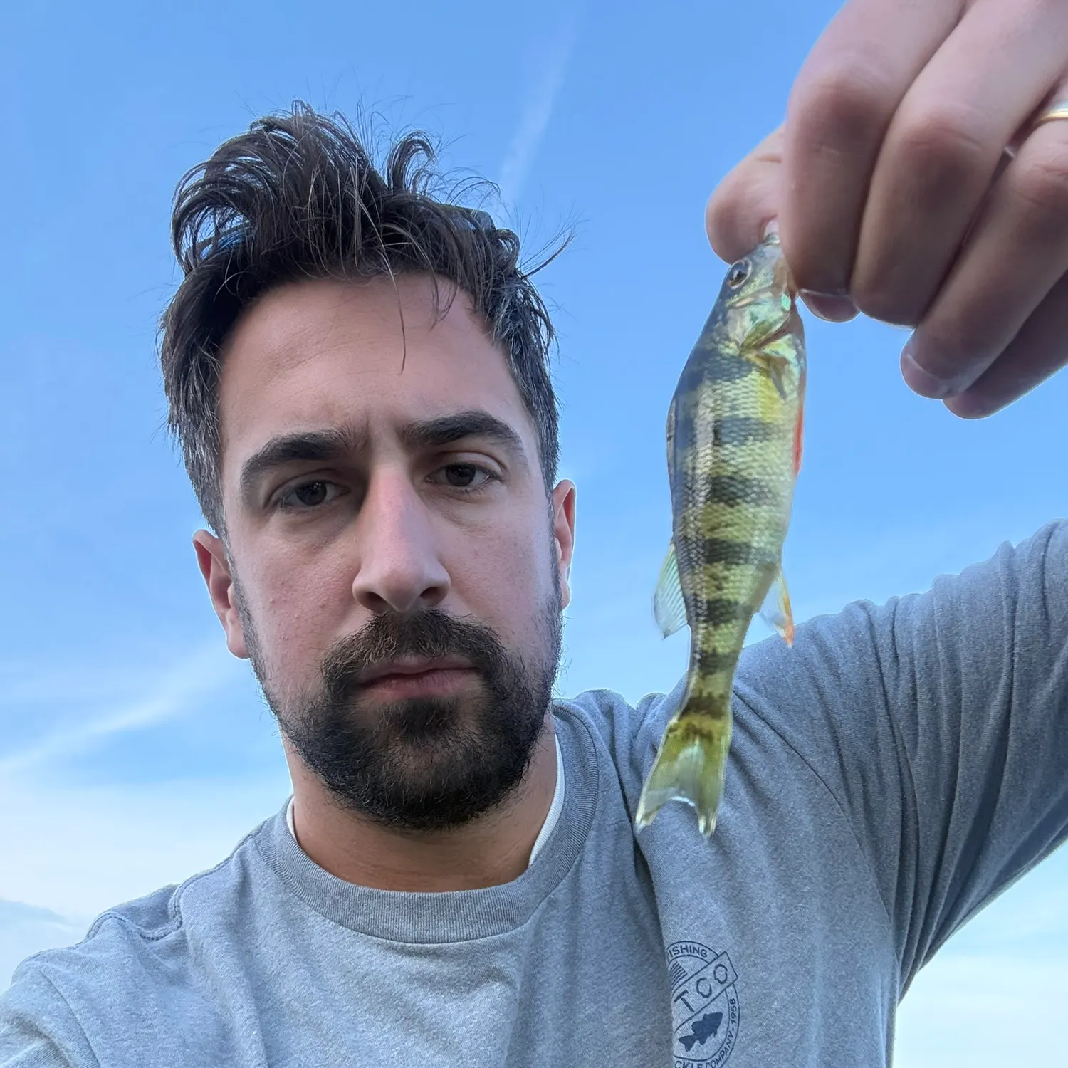 Yellow perch caught on Fishbrain