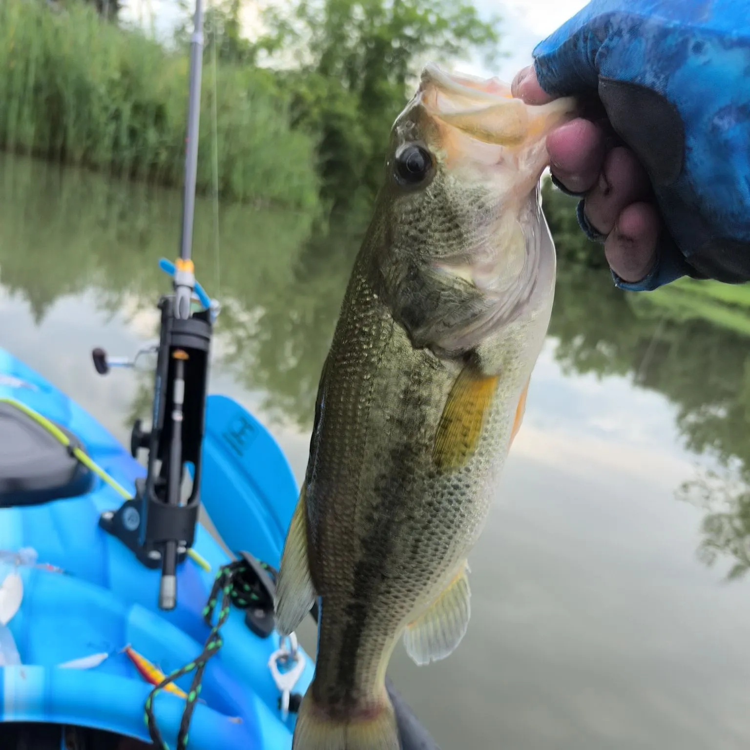Largemouth bass caught on Fishbrain