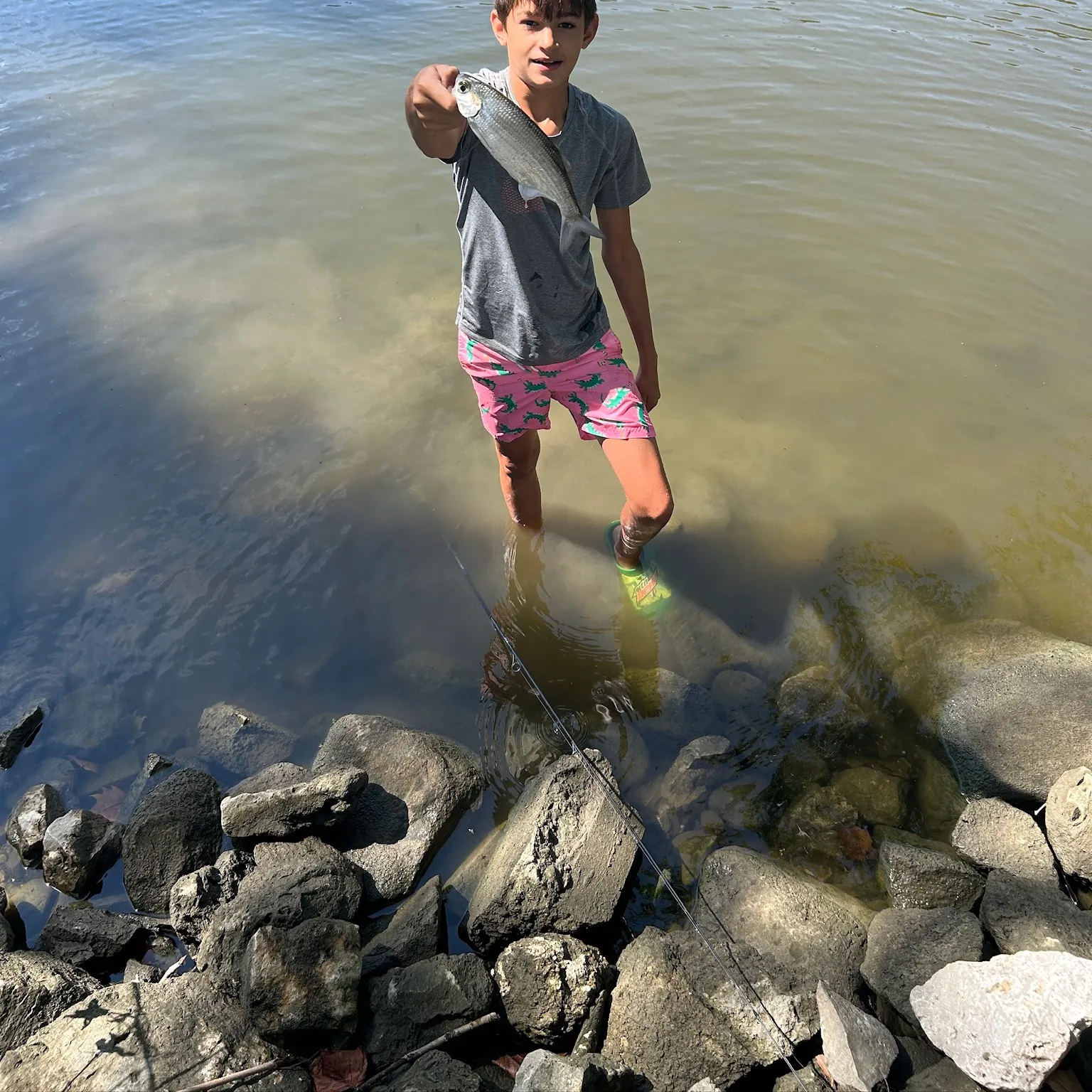 The most recent American gizzard shad catches on Fishbrain