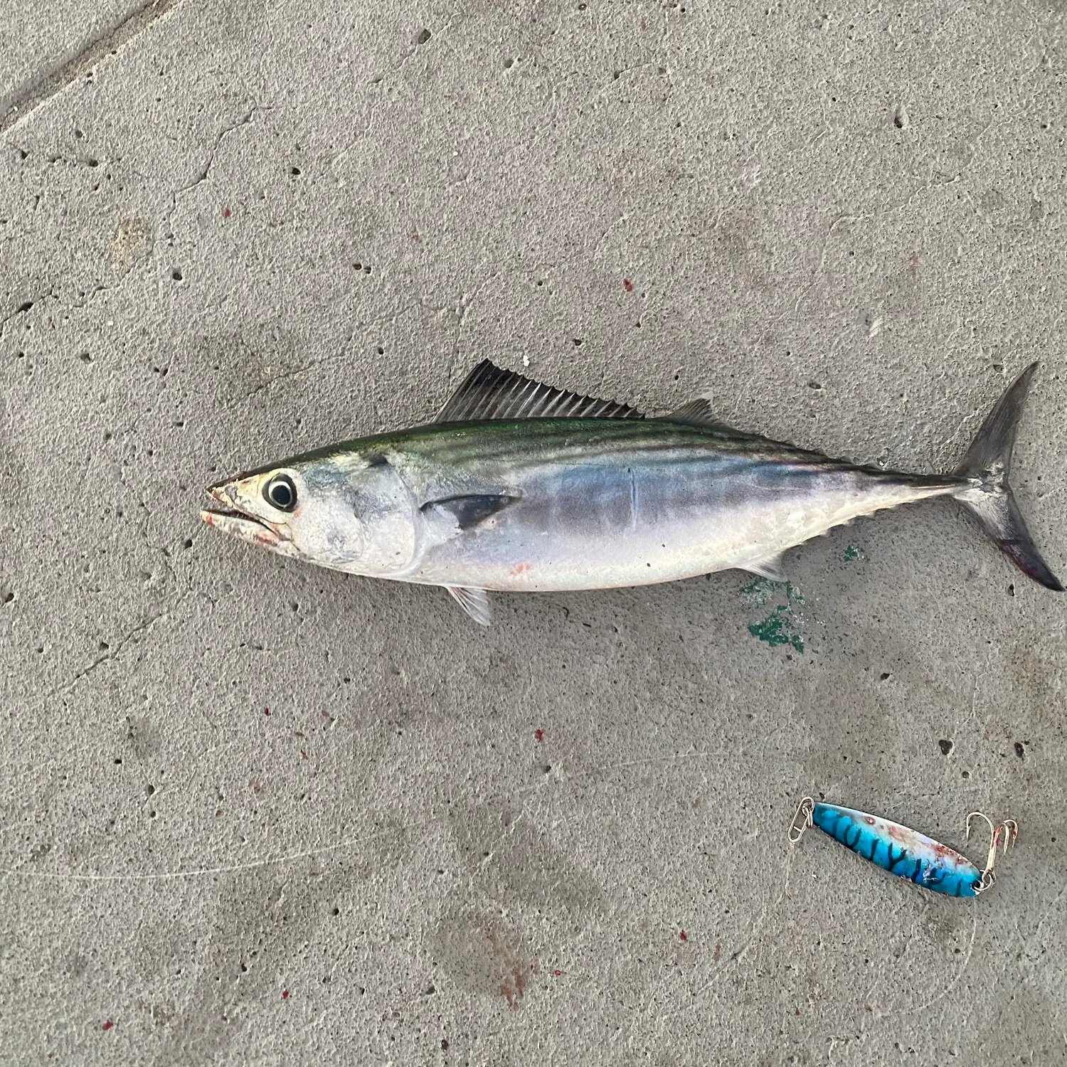 Eastern Pacific bonito caught on Fishbrain