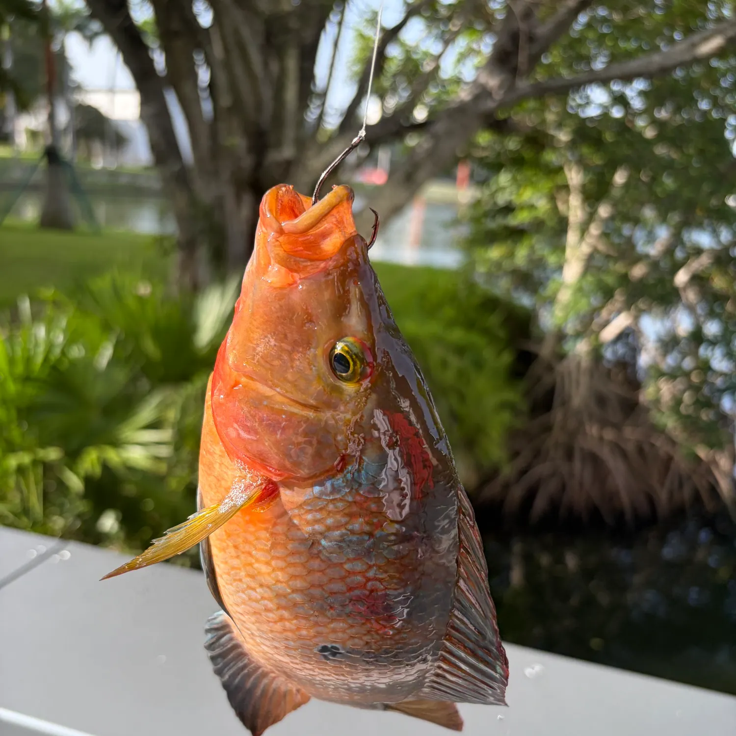 Mayan cichlid caught on Fishbrain