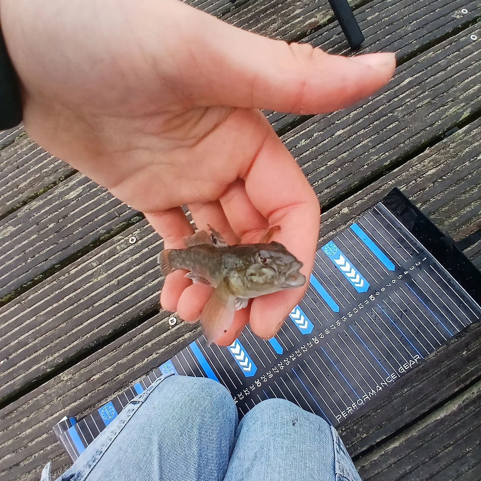 The most recent Round goby catches on Fishbrain