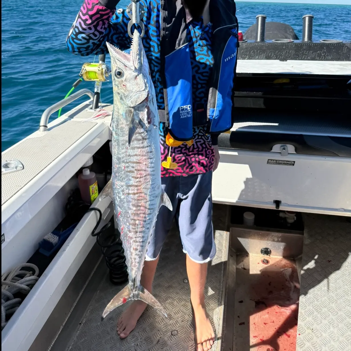 The most recent Narrow-barred Spanish mackerel catches on Fishbrain