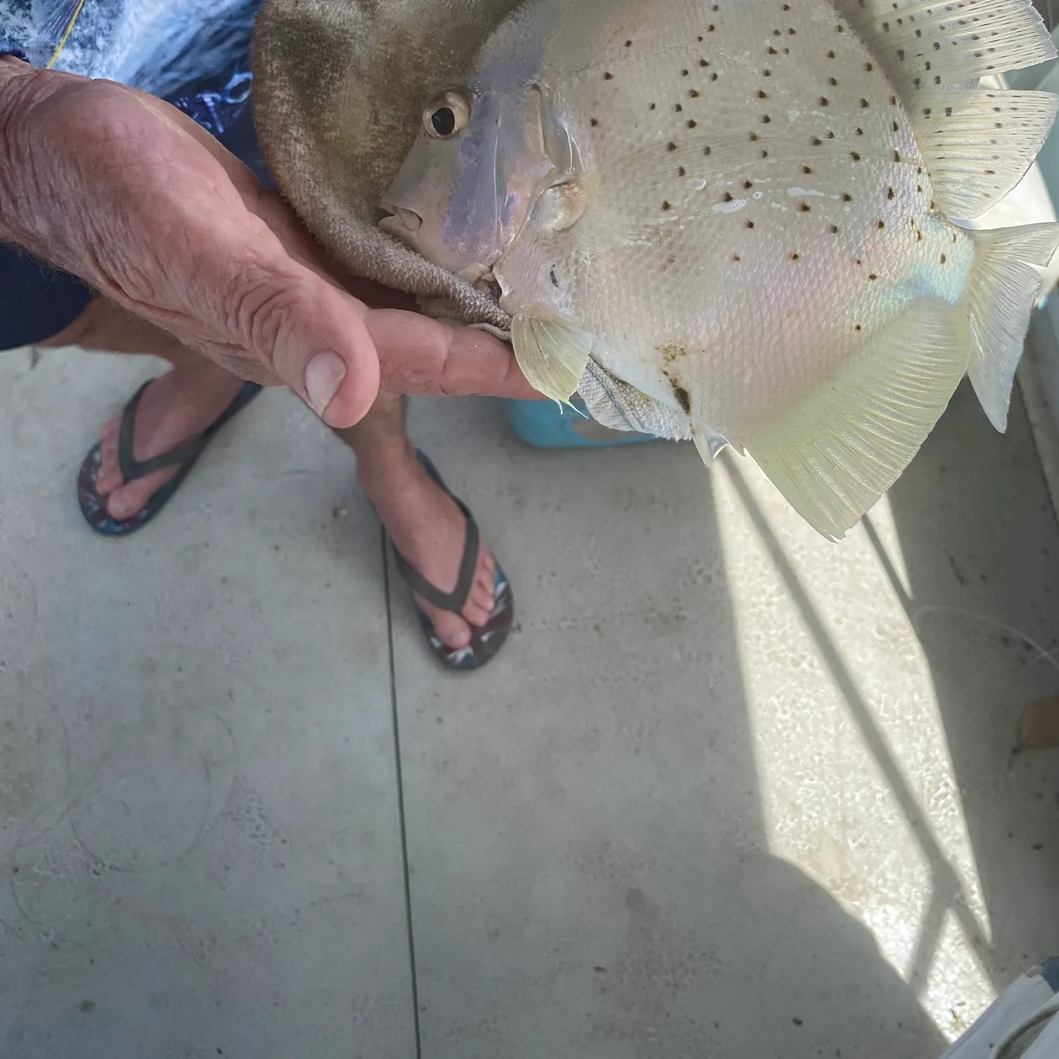 The most recent Spotted sicklefish catches on Fishbrain