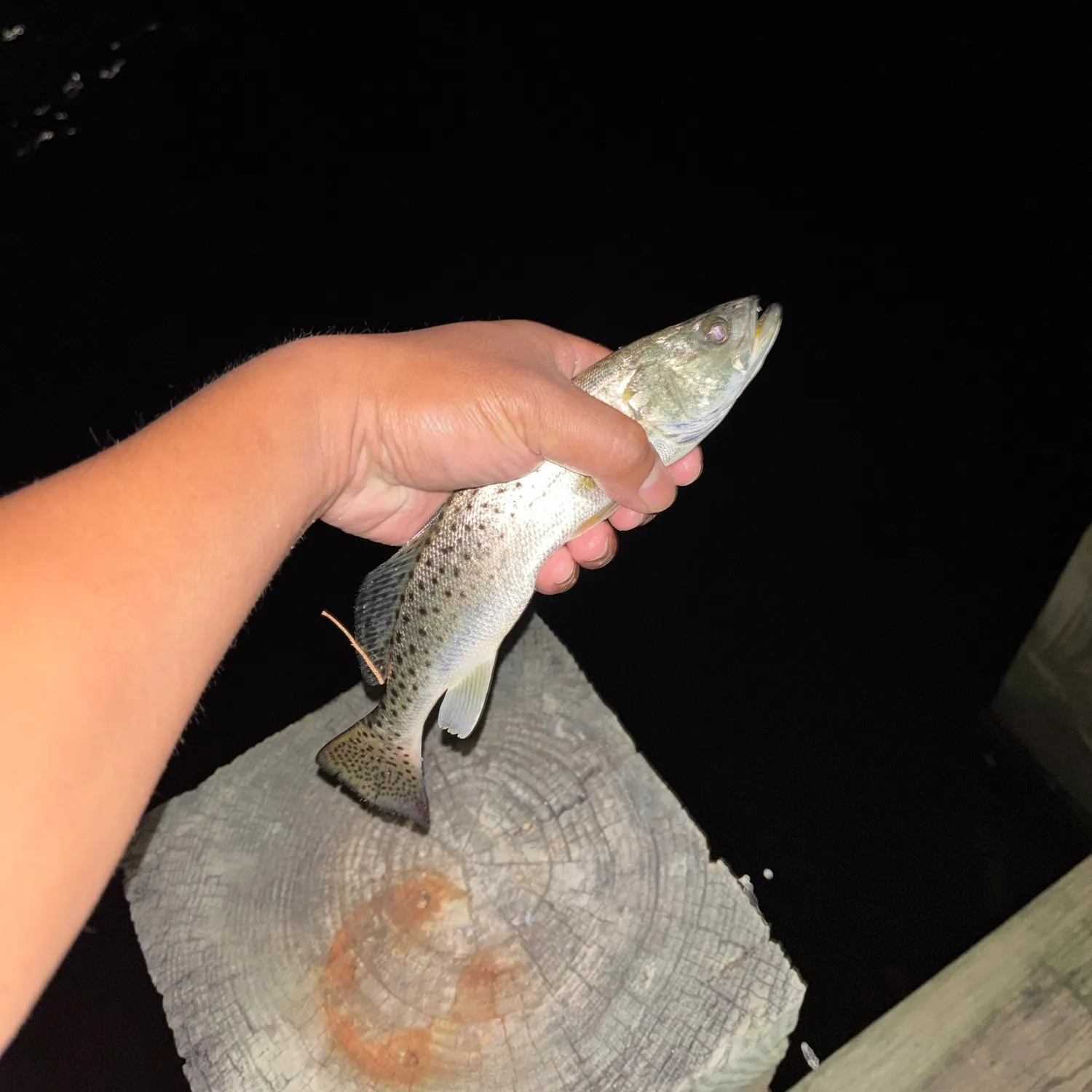 Spotted seatrout caught on Fishbrain