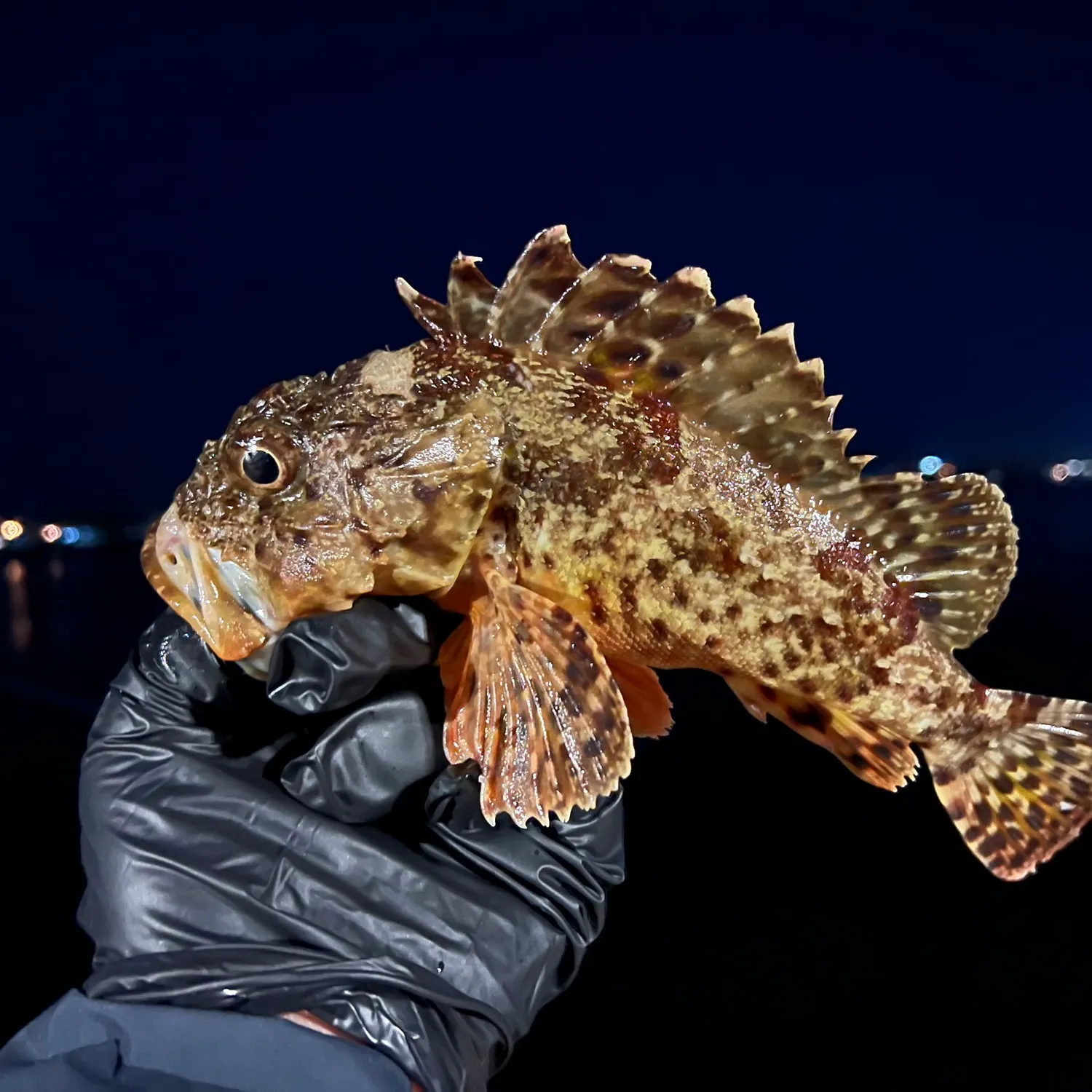 The most recent California scorpionfish catches on Fishbrain