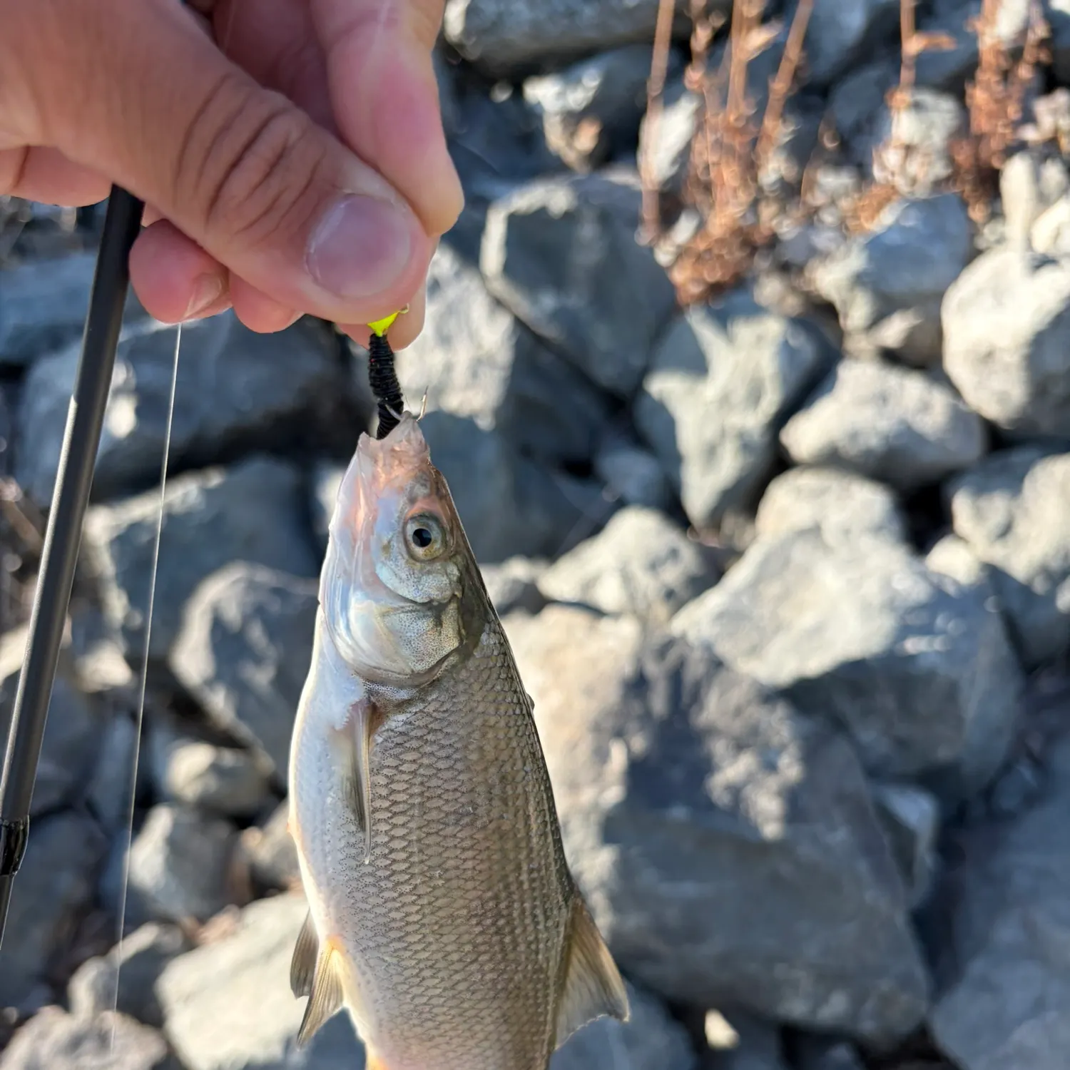 The most recent Hitch catches on Fishbrain