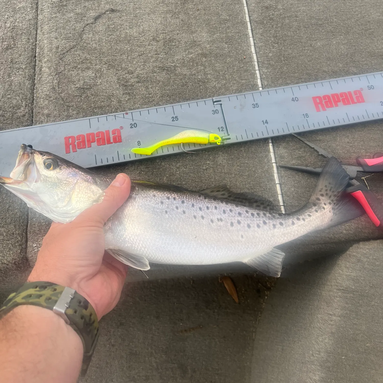 recently logged catches