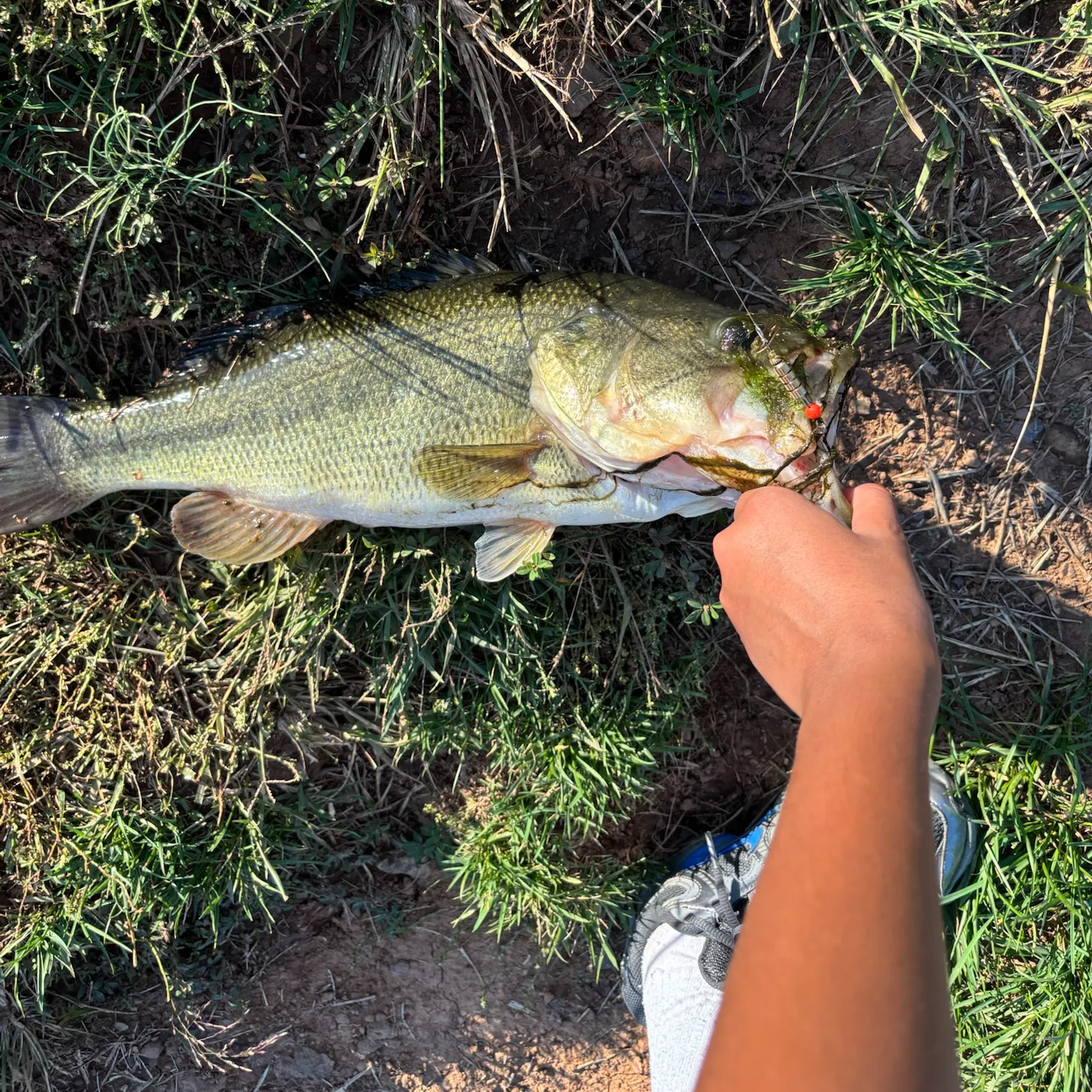 Largemouth bass caught on Fishbrain
