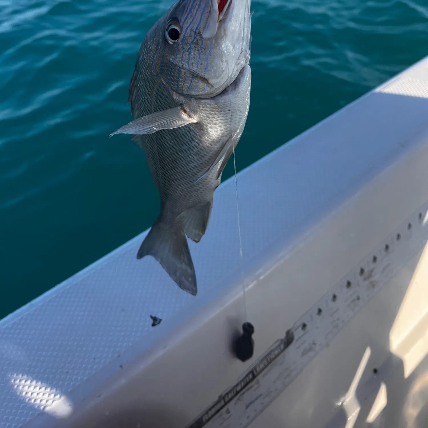 The most recent White grunt catches on Fishbrain