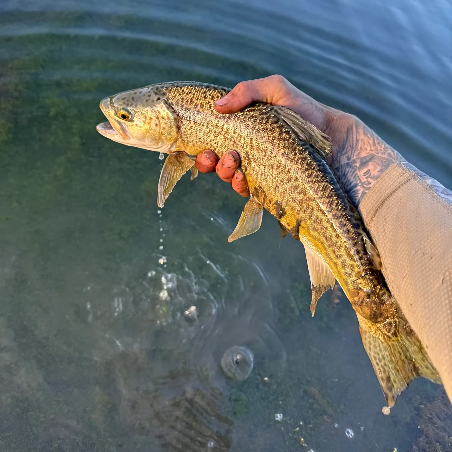 Tiger trout caught on Fishbrain