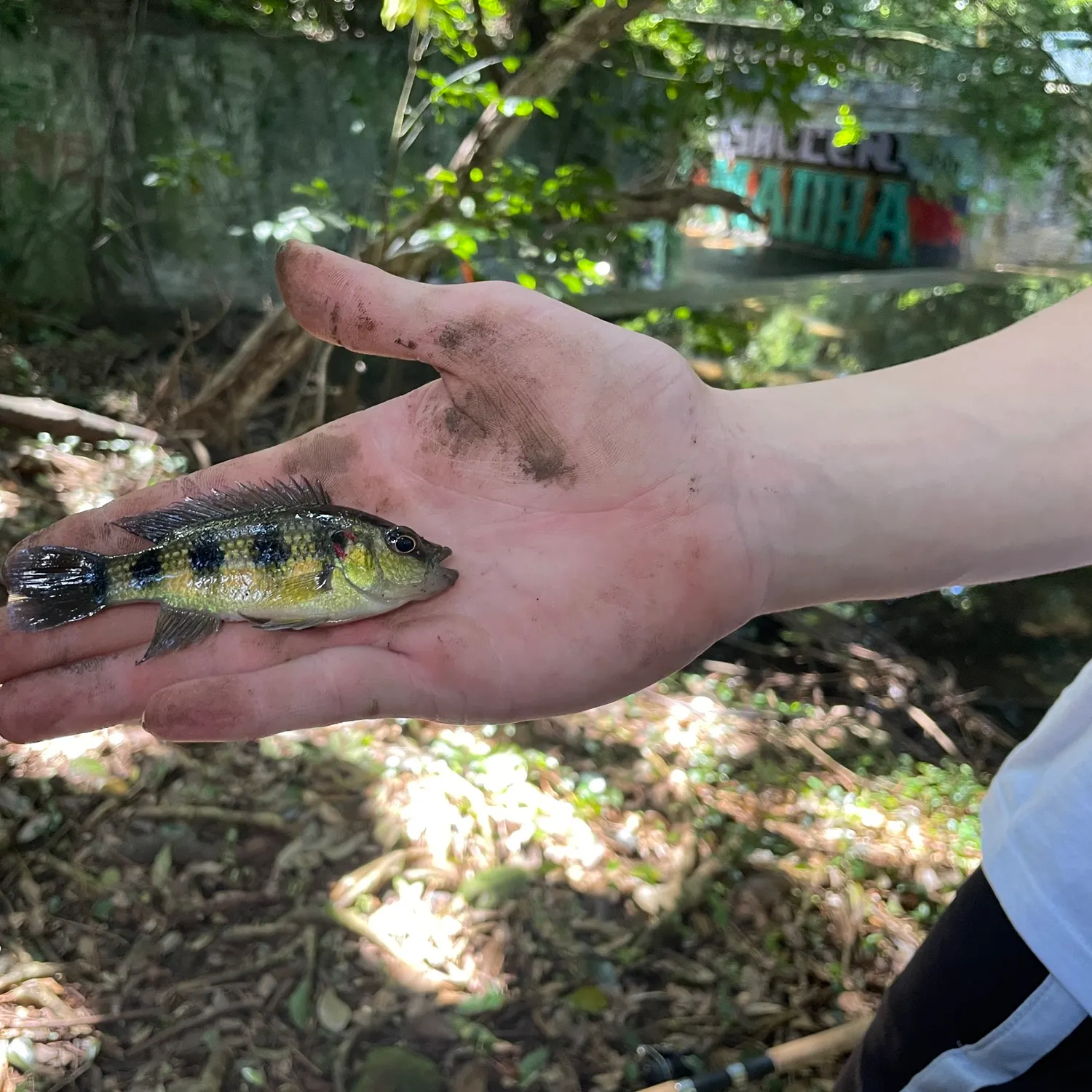 The most recent Banded jewel cichlid catches on Fishbrain