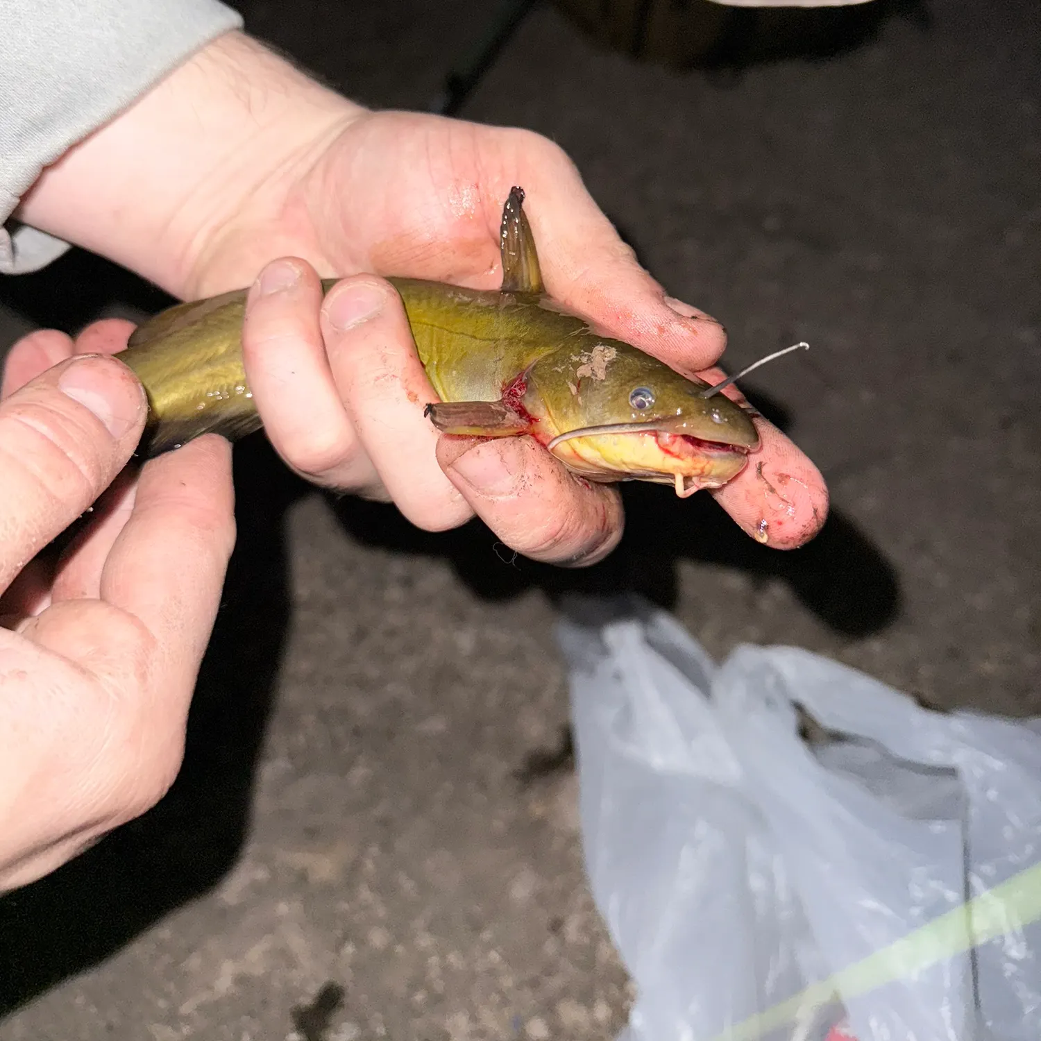 The most recent Yellow bullhead catches on Fishbrain