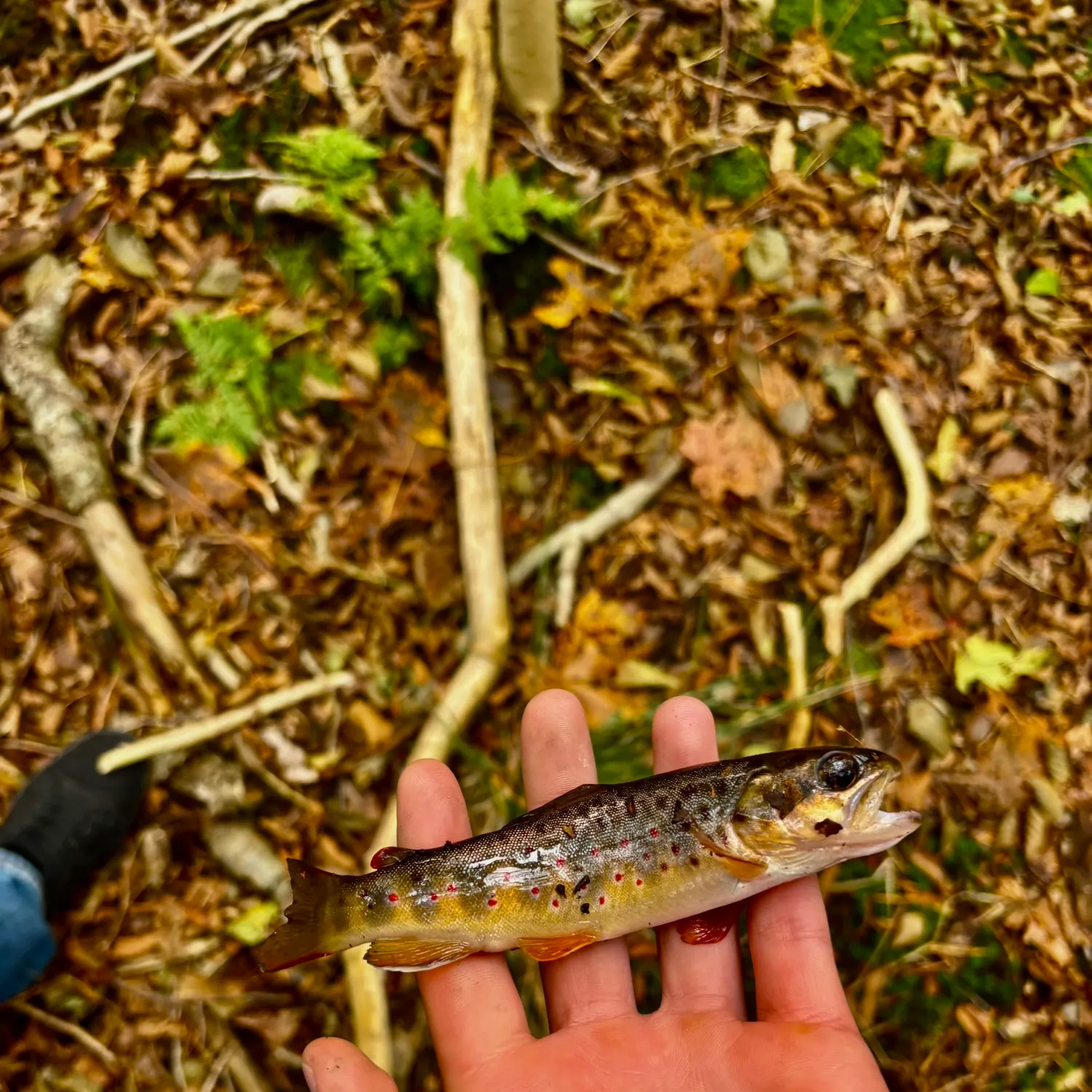 Brown trout caught on Fishbrain
